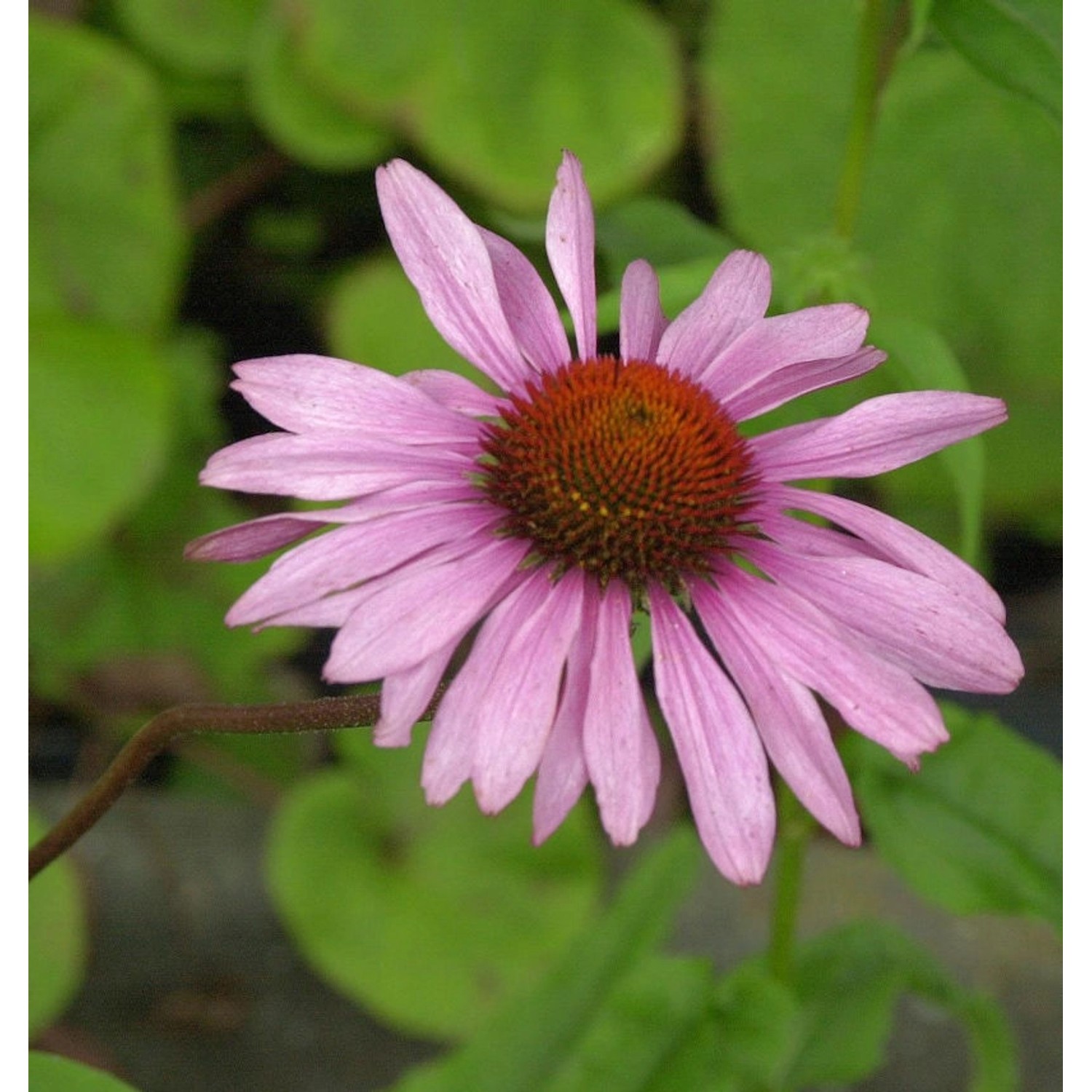 Sonnenhut Rubinstern - Echinacea purpurea günstig online kaufen