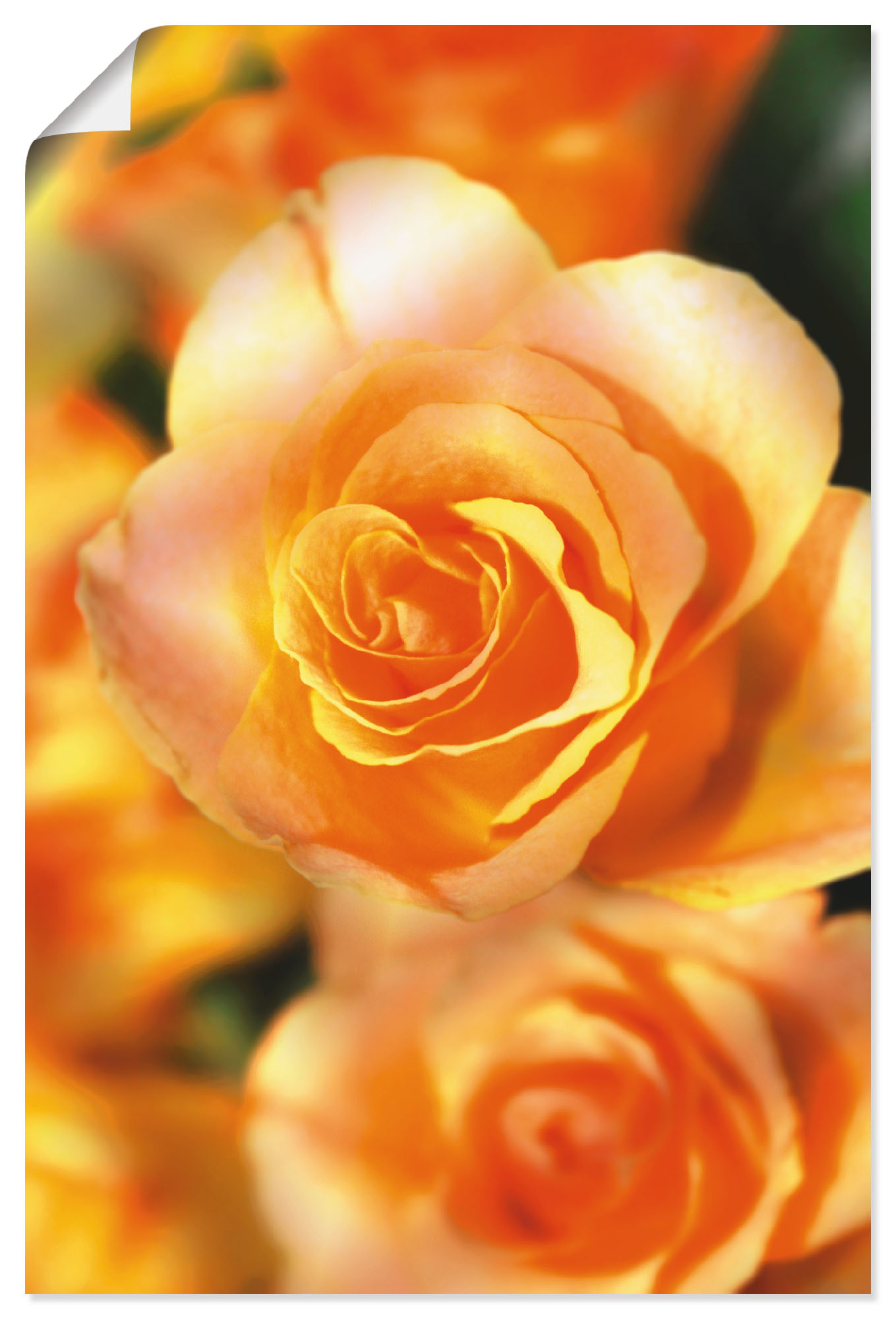 Artland Poster "Strahlende Sommerrosen", Blumen, (1 St.), als Alubild, Lein günstig online kaufen