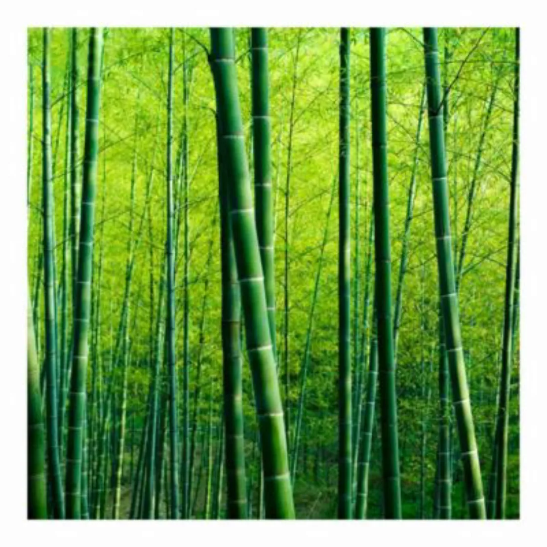 Bilderwelten Fototapete Bambuswald grün Gr. 336 x 225 günstig online kaufen