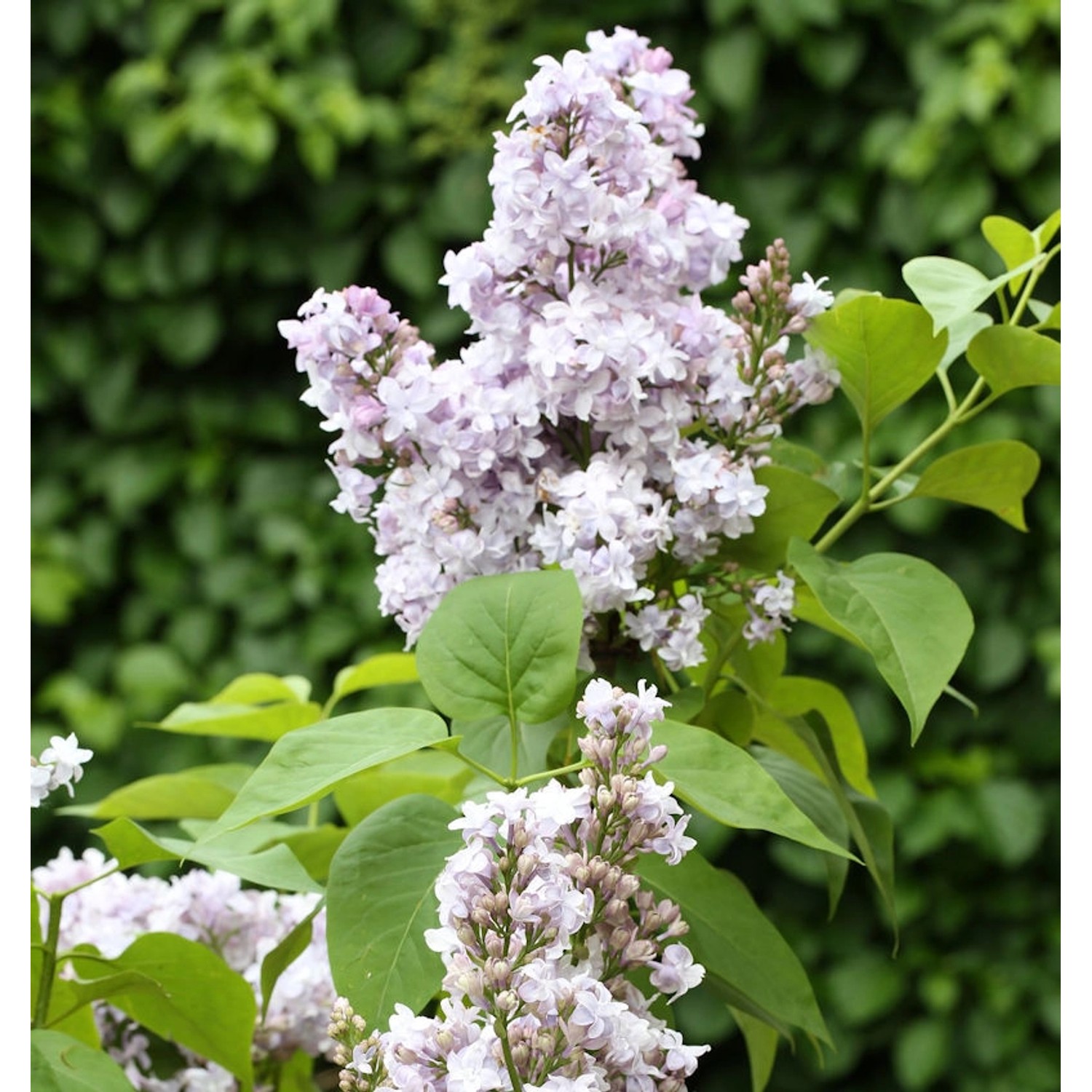 Edelflieder Nadeshda - Kircher-Collection 40-60cm - Syringa vulgaris günstig online kaufen