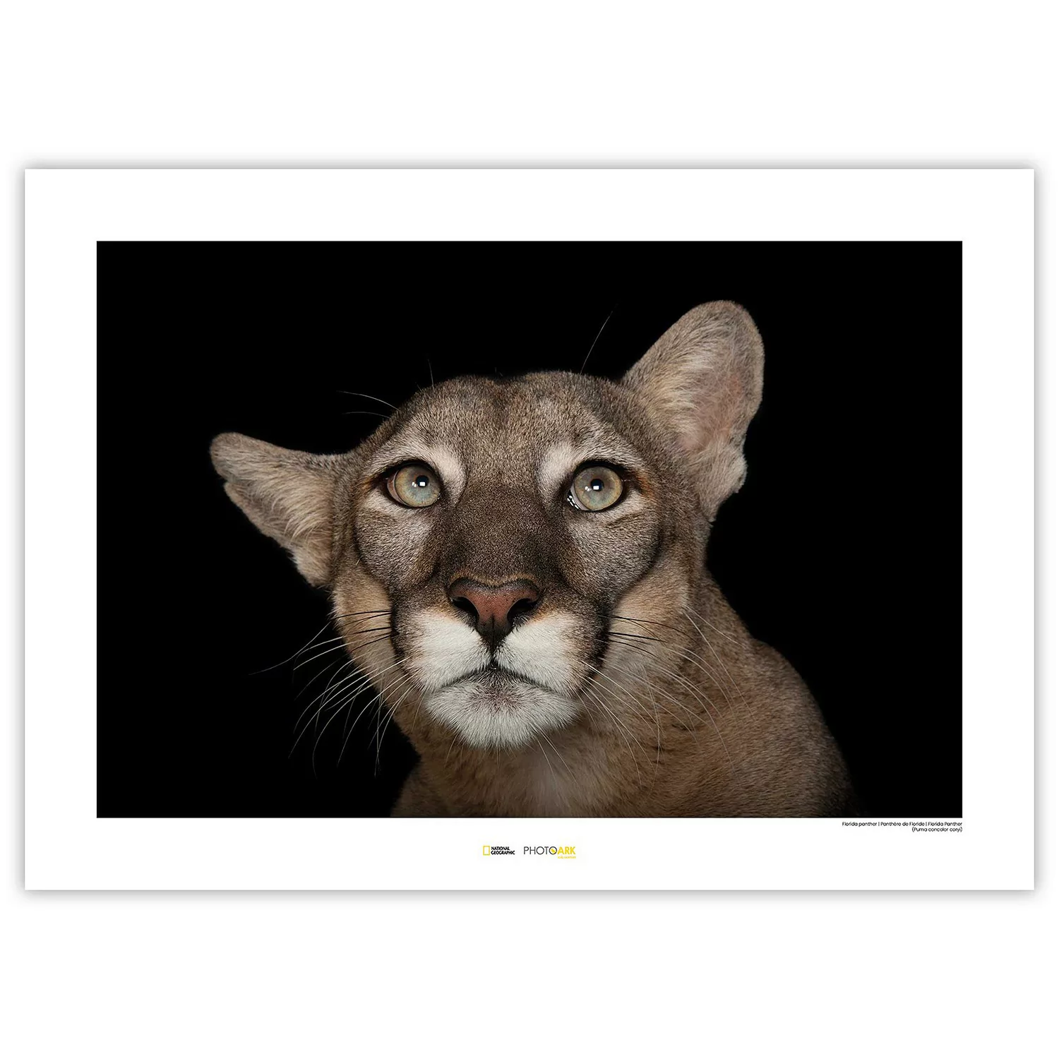 KOMAR Wandbild - Florida Panther Portrait - Größe: 70 x 50 cm mehrfarbig Gr günstig online kaufen