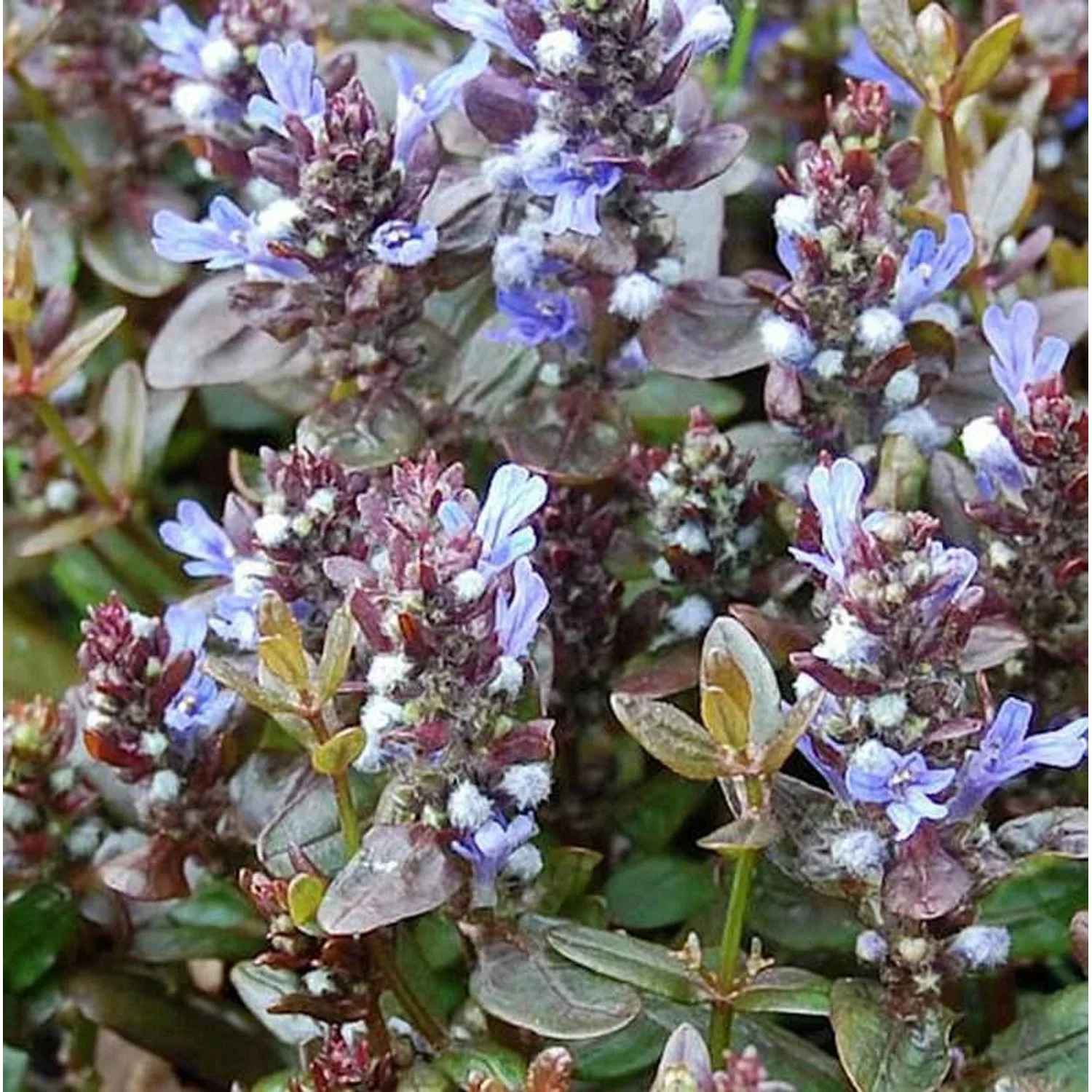 Günsel Chocolate Chip - Ajuga reptans günstig online kaufen