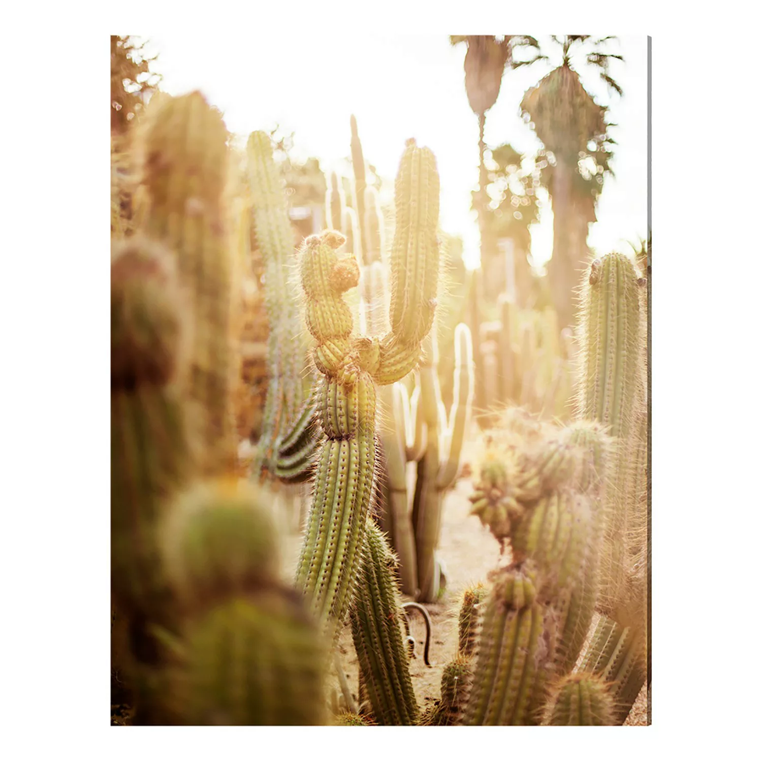 home24 Bild Various cactus in desert günstig online kaufen