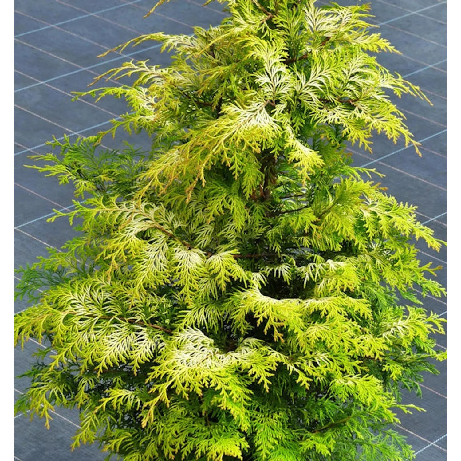 Zypresse Sunny Kiss 30-40cm - Chamaecyparis lawsoniana günstig online kaufen