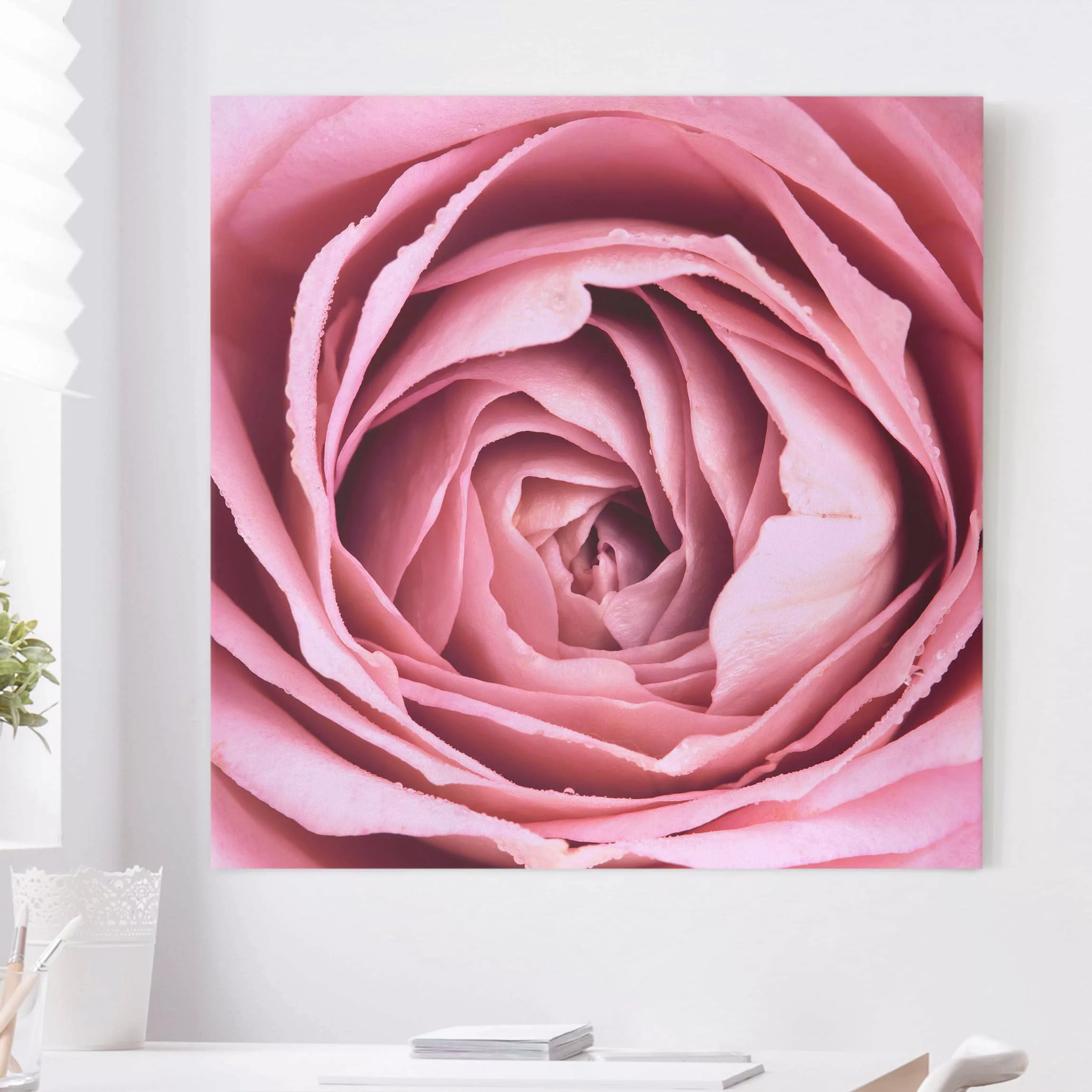 Leinwandbild Blumen - Quadrat Rosa Rosenblüte günstig online kaufen