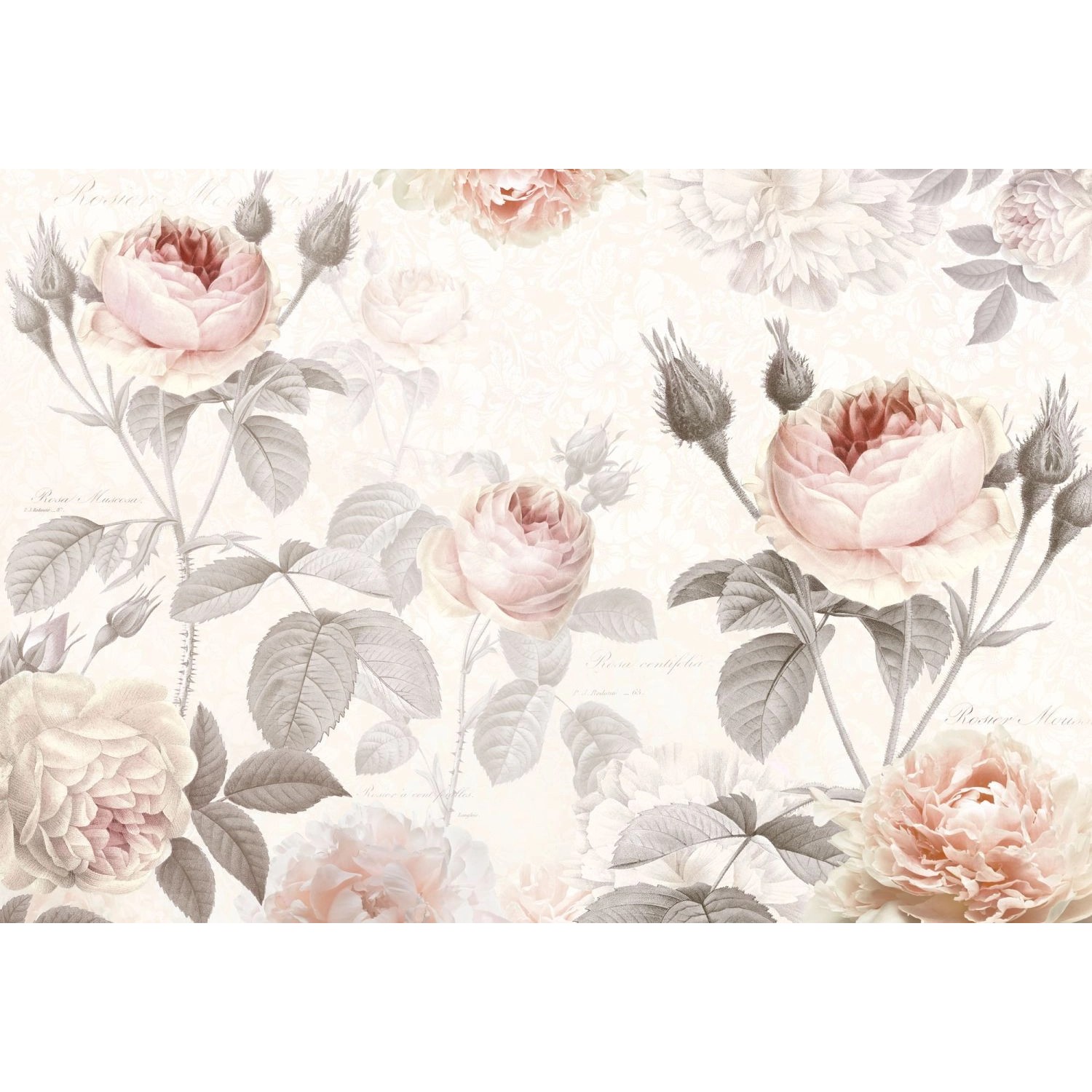 Sanders & Sanders Fototapete Pfingstrose Rosa und Grau 368 x 248 cm 612145 günstig online kaufen