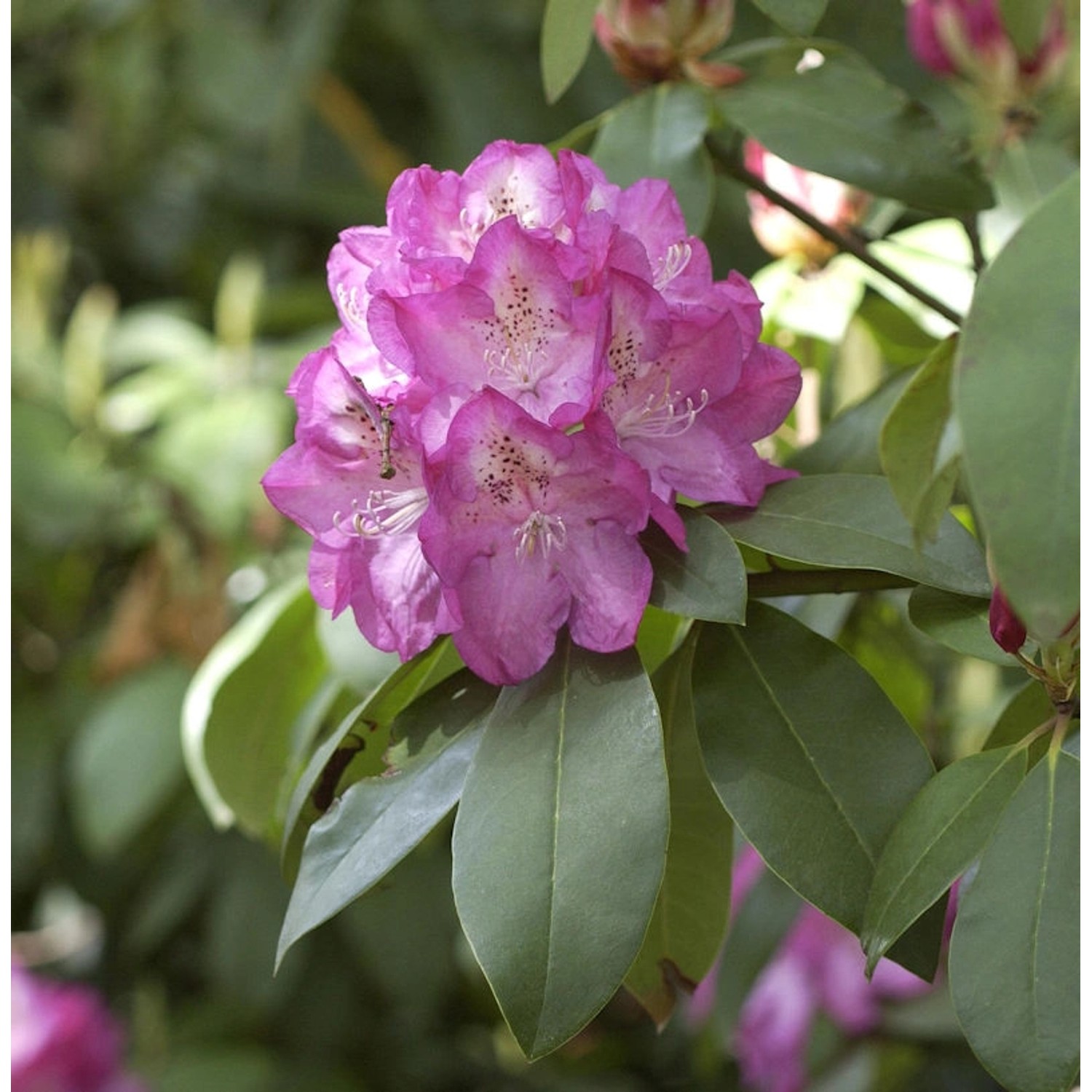 INKARHO - Rhododendron Andrea 30-40cm - Alpenrose günstig online kaufen