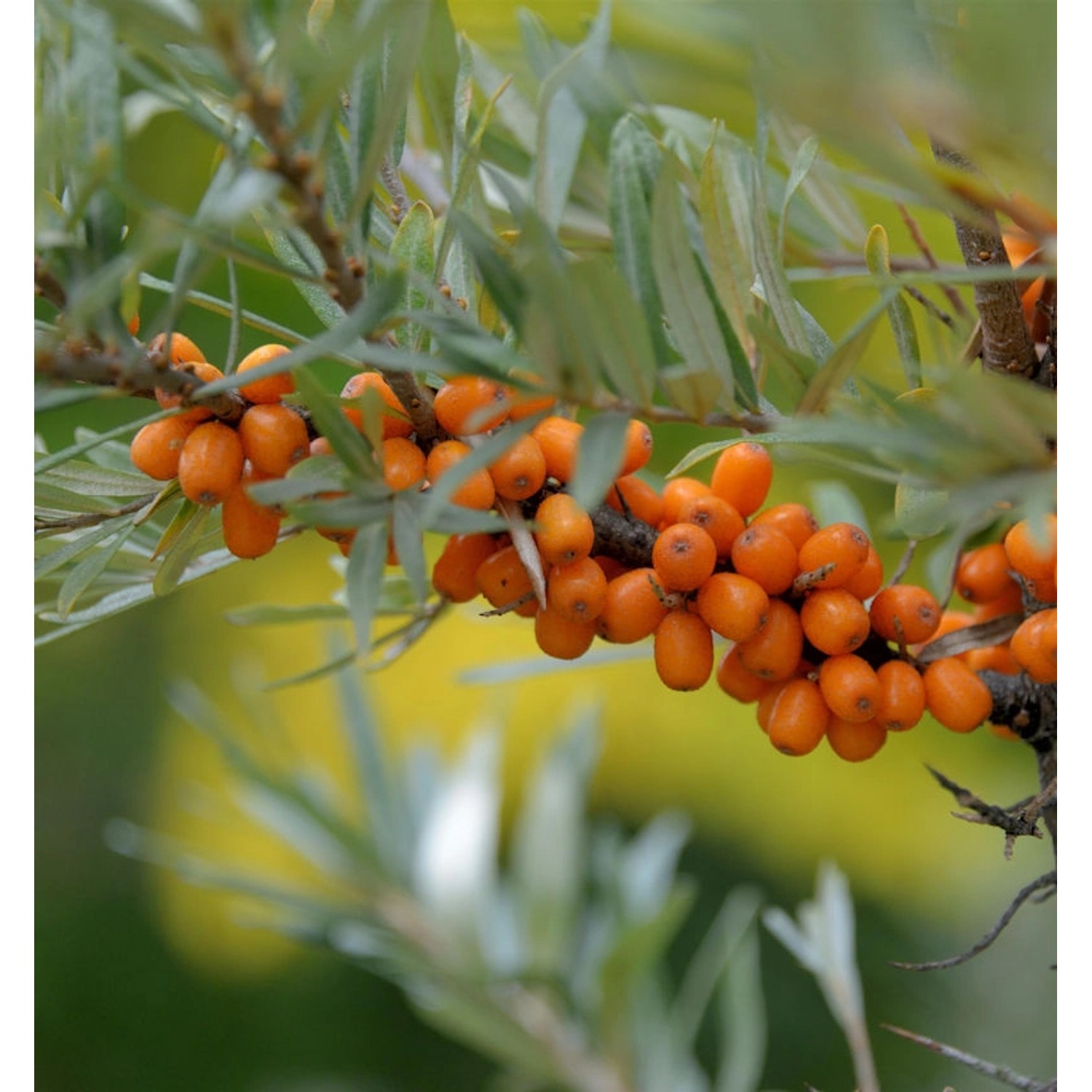 Sanddorn Friesdorfer Orange 40-60cm - Hippophae rhamnoides günstig online kaufen