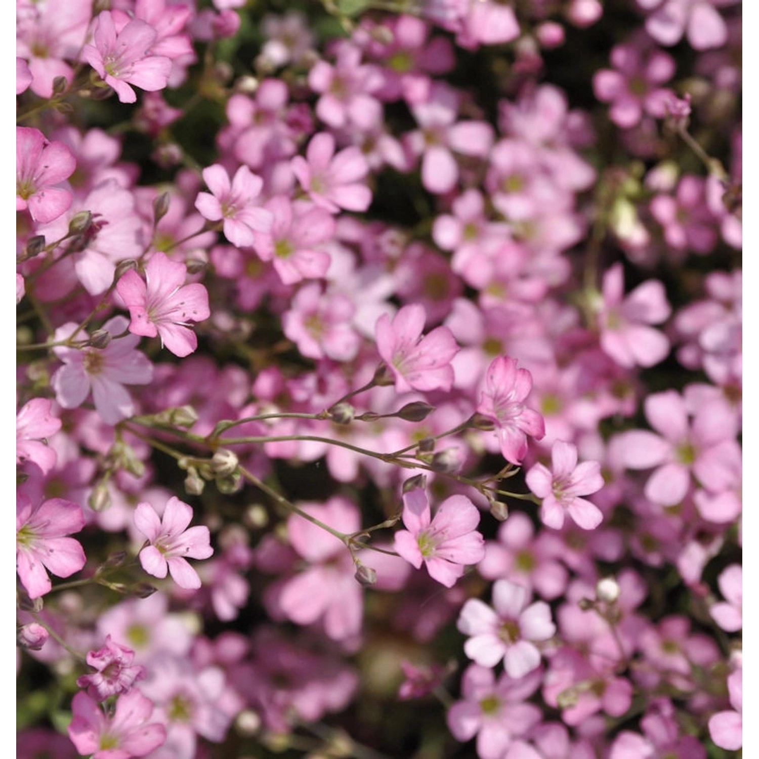 Kriechendes Schleierkraut Rosa Schönheit - Gypsophila repens günstig online kaufen