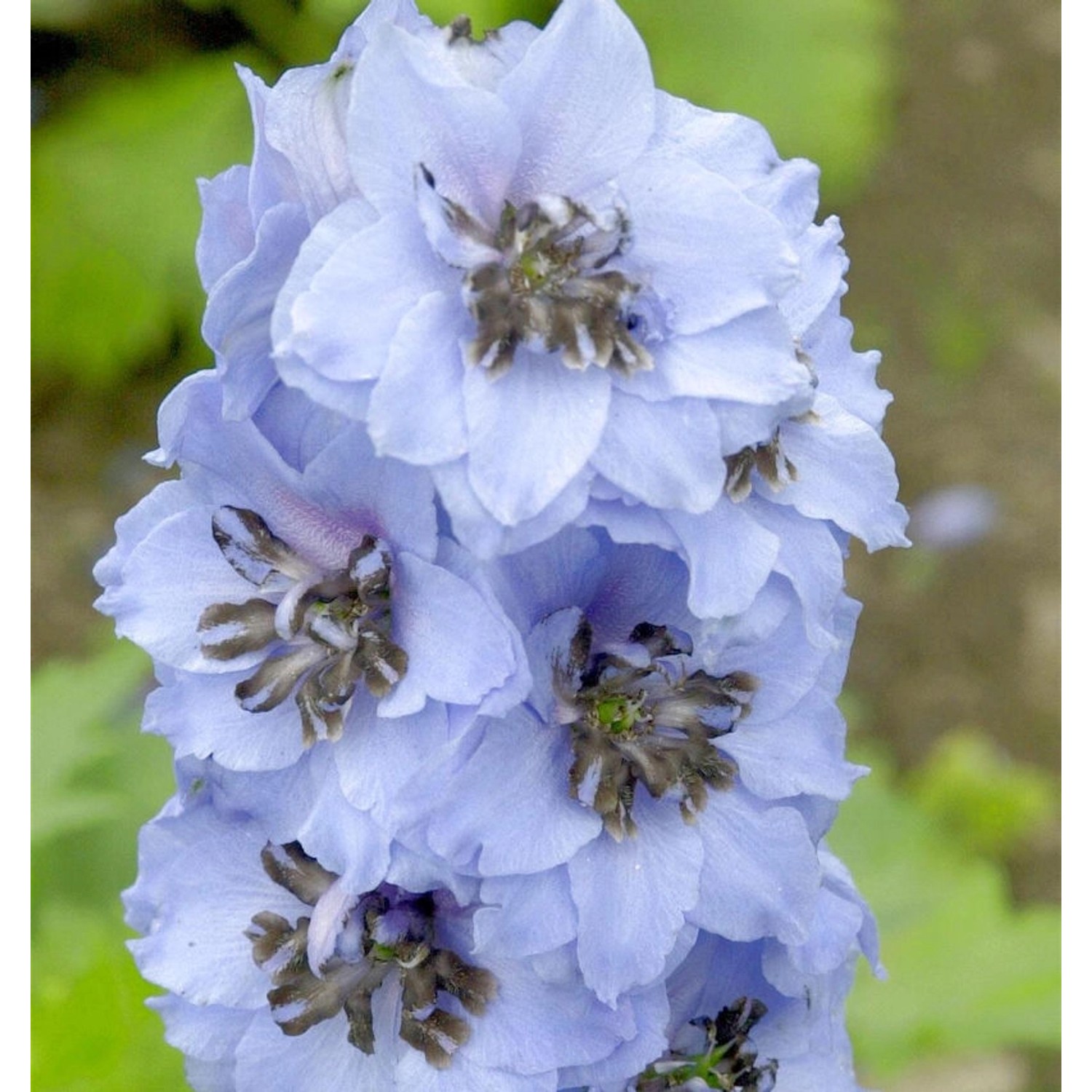 Rittersporn Elmhimmel - Delphinium belladonna günstig online kaufen