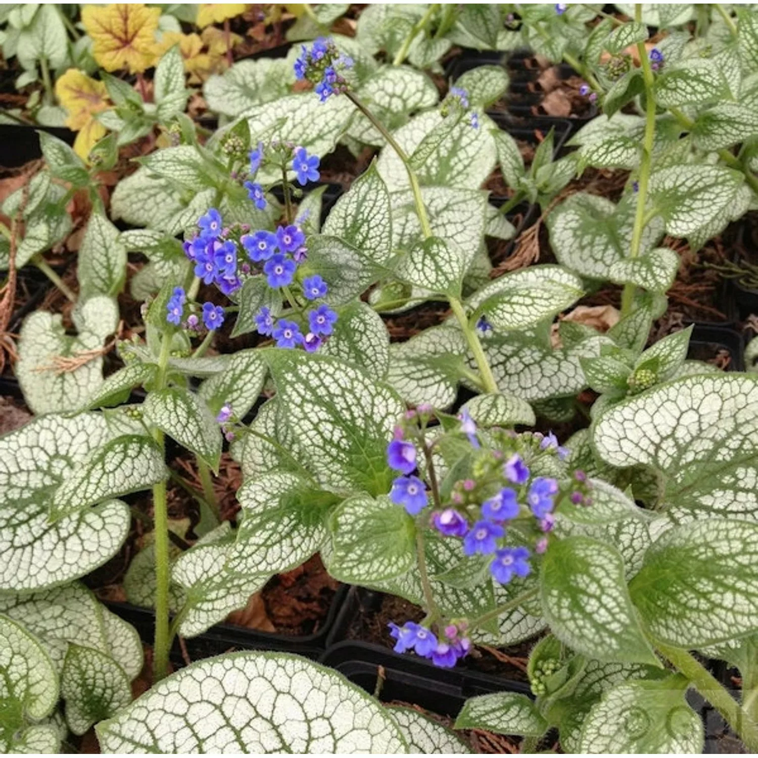 Kaukasus Vergißmeinnicht Sea Heart - Brunnera macrophylla günstig online kaufen