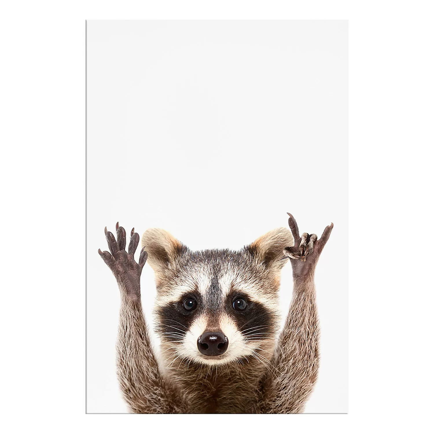 home24 Wandbild Raccoon günstig online kaufen