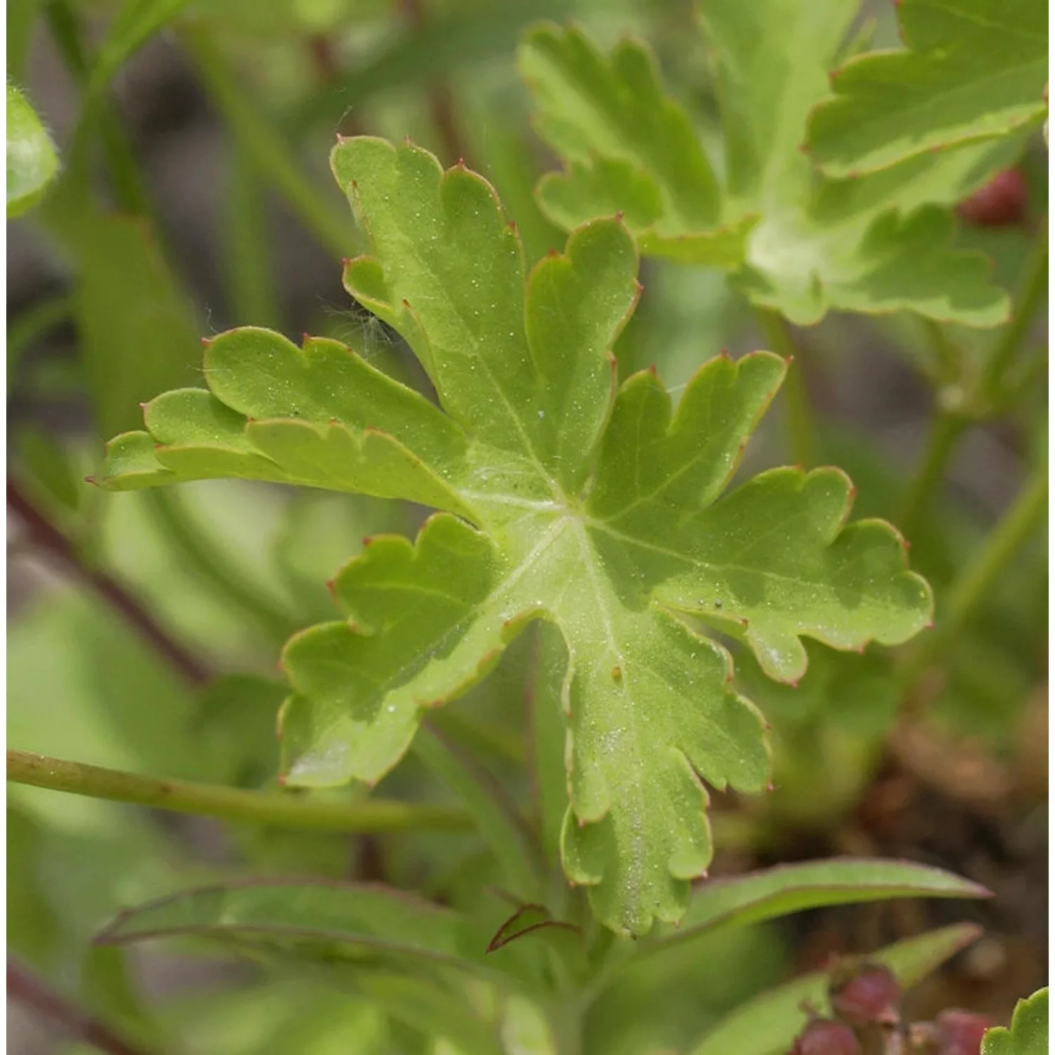 Storchenschnabel Silvias Surprise - Geranium wallichianum günstig online kaufen