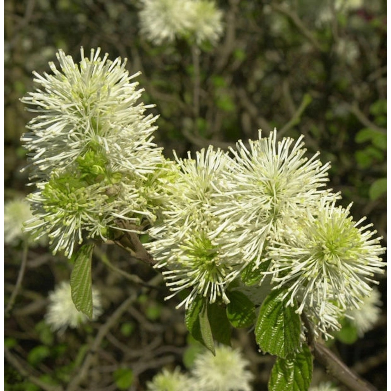 Großer Federbuschstrauch 25-30cm - Fothergilla major günstig online kaufen