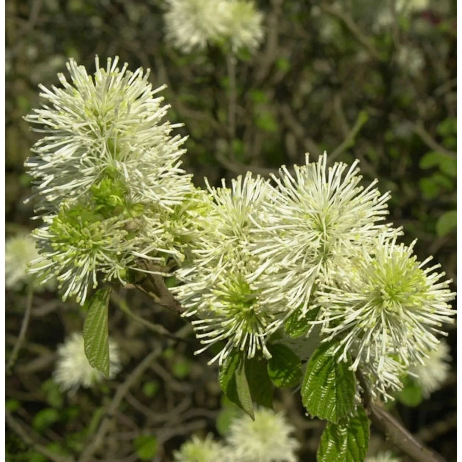 Großer Federbuschstrauch 30-40cm - Fothergilla major günstig online kaufen