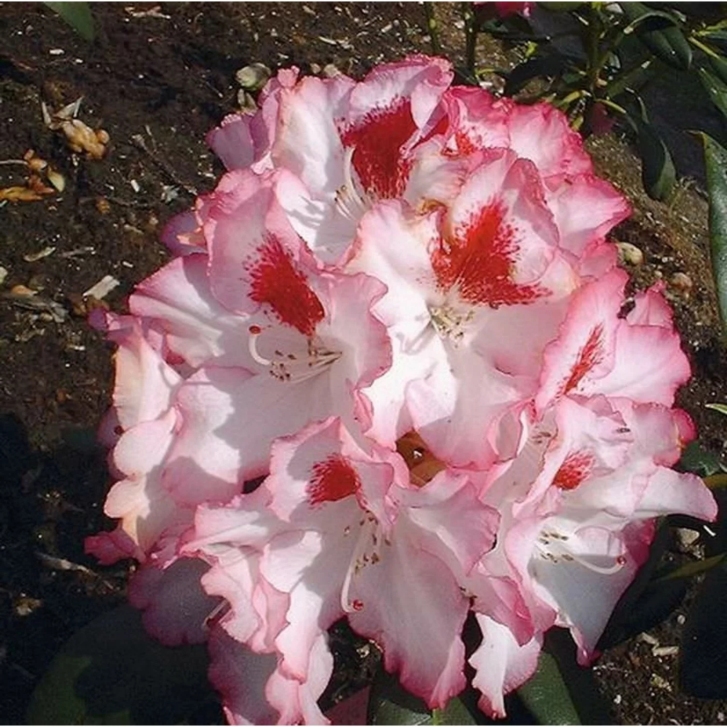 Großblumige Rhododendron Hachmanns Charmants 40-50cm - Alpenrose günstig online kaufen