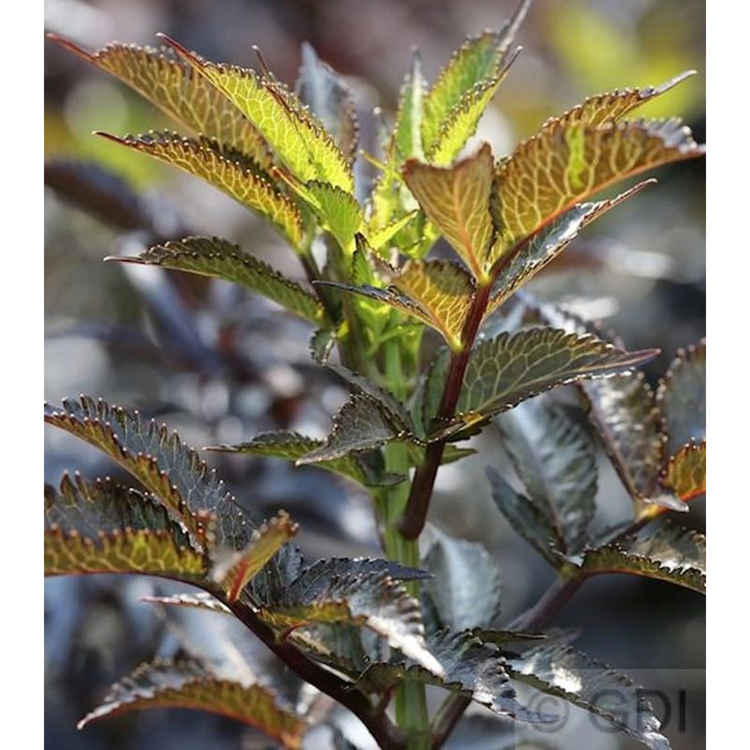 Schwarzer Säulen Holunder Black Tower 60-80cm - Sambucus nigra günstig online kaufen