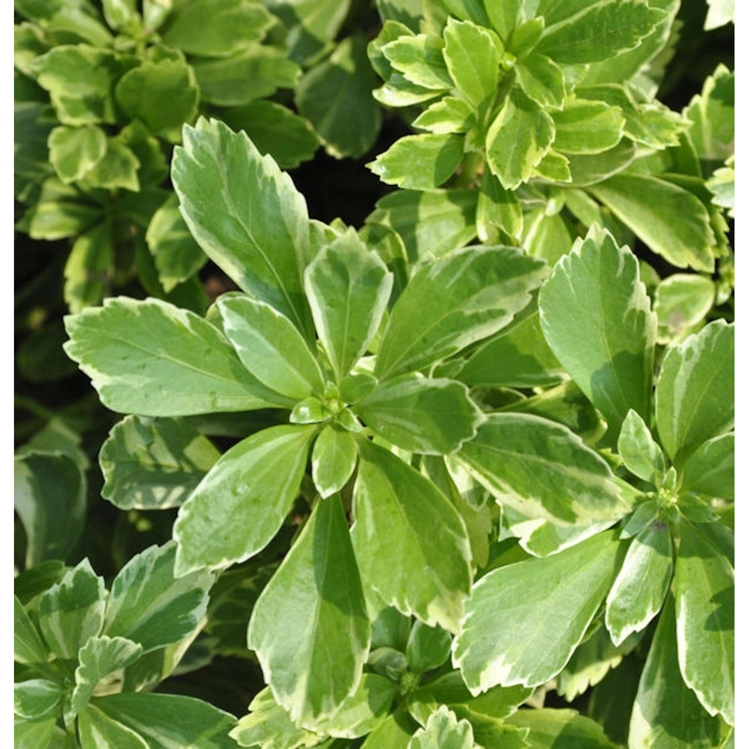 Schattengrün Dickmännchen Variegata - Pachysandra terminalis günstig online kaufen