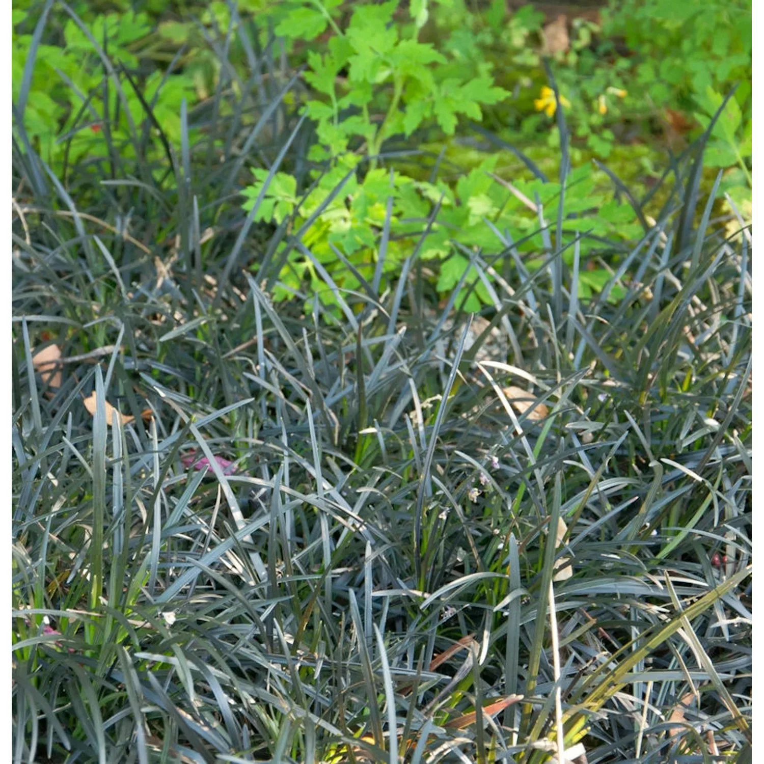 Dunkelblättriger Schlangenbart - Ophiopogon planiscapus günstig online kaufen