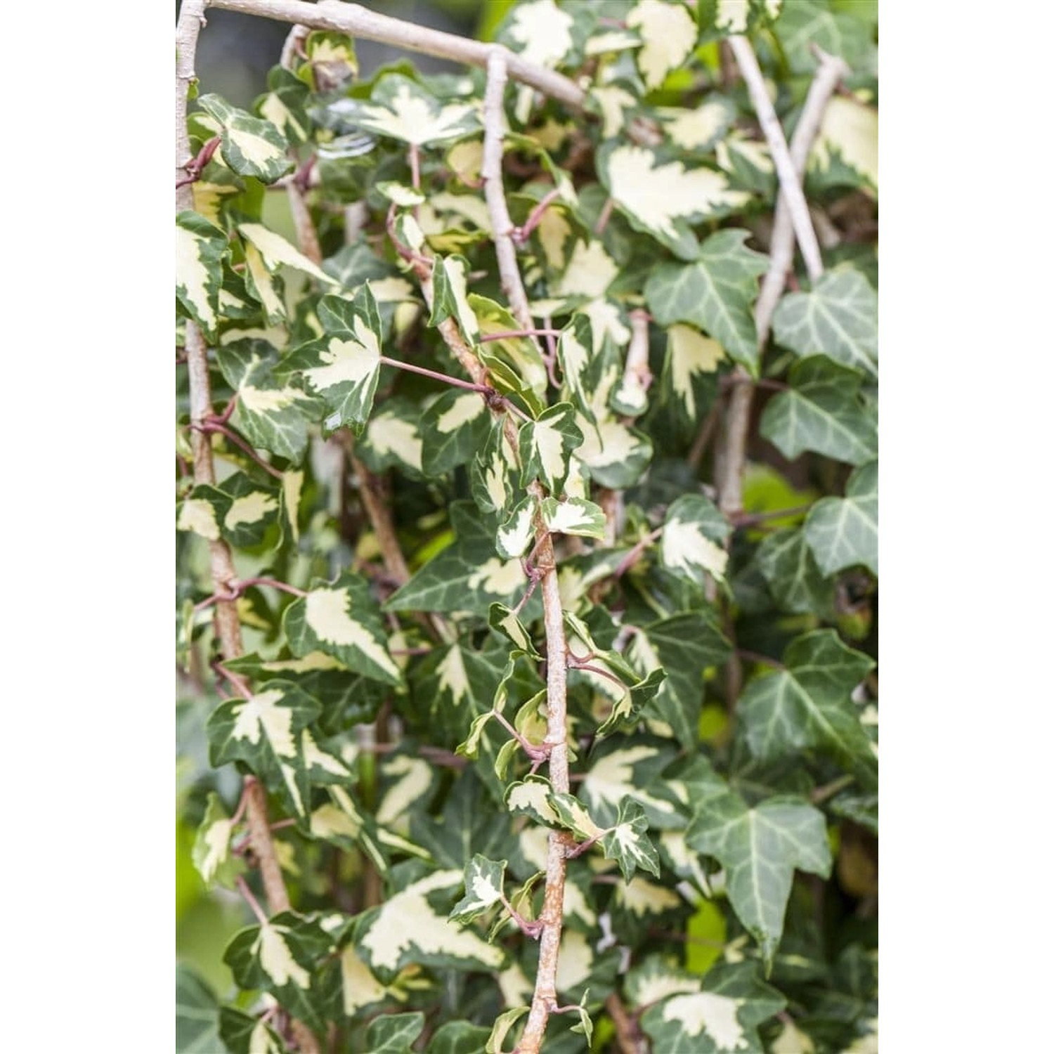 Hedera Helix Goldheart Efeu Gelb-Grün 40–60 cm günstig online kaufen