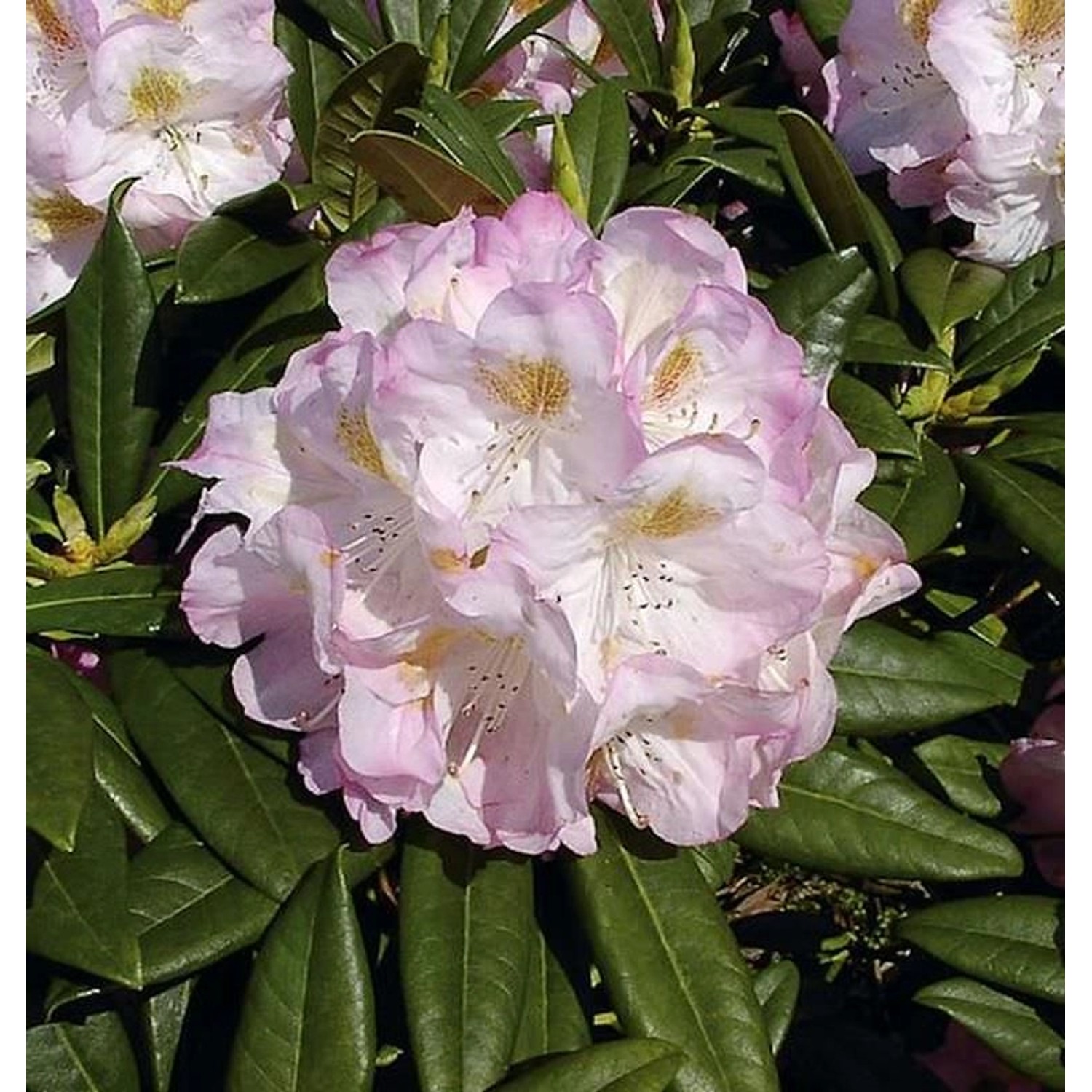 INKARHO - Großblumige Rhododendron Brigitte 25-30cm - Alpenrose günstig online kaufen