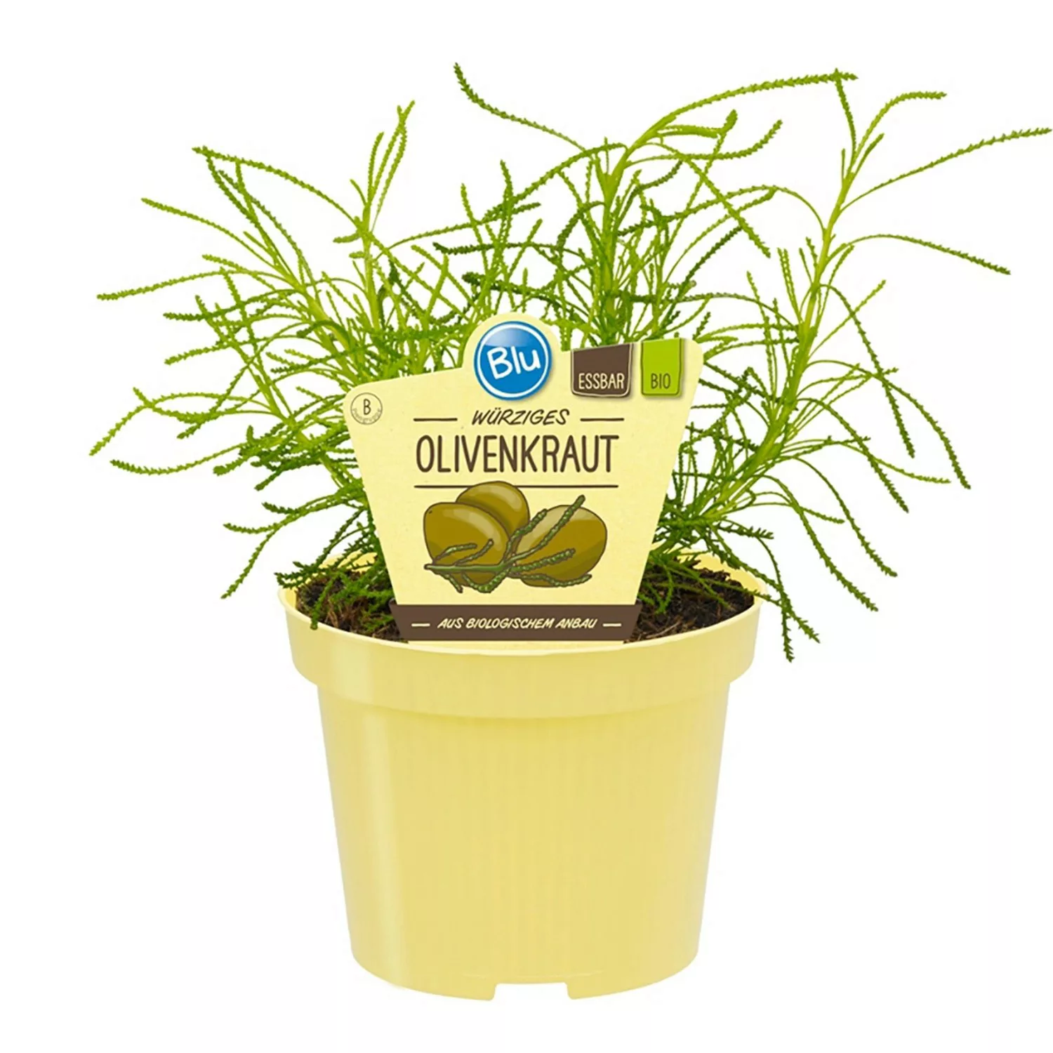 Blu Bio-Olivenkraut Topf-Ø ca. 12 cm Santolina günstig online kaufen