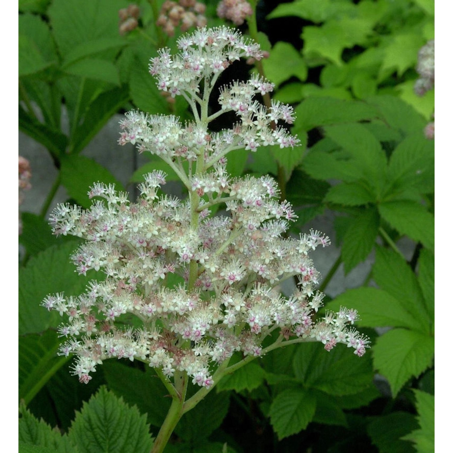 Rodgersie Spitzentänzerin - Rodgersia henrici günstig online kaufen