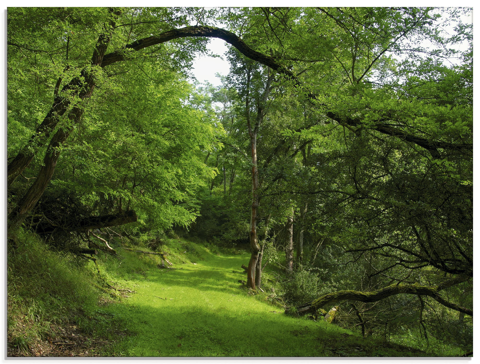 Artland Glasbild "Grüner Weg durch den Wald", Wald, (1 St.), in verschieden günstig online kaufen