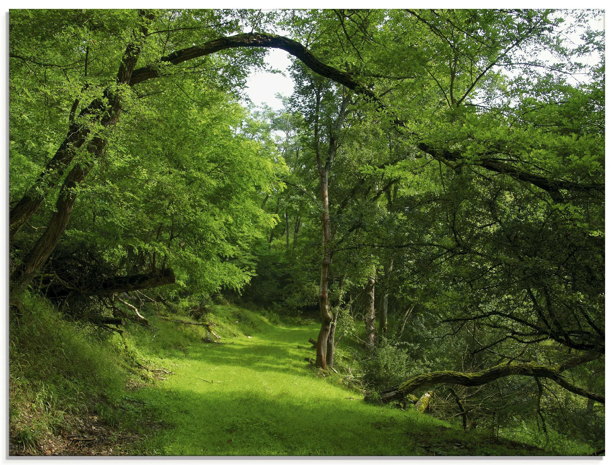 Artland Glasbild »Grüner Weg durch den Wald«, Wald, (1 St.), in verschieden günstig online kaufen