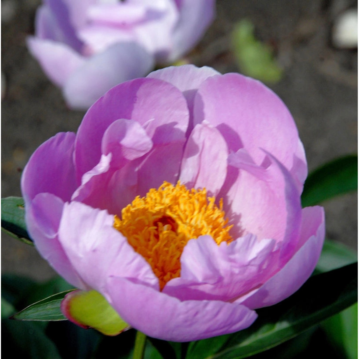 Edelpfingstrose Nymphe - Paeonia lactiflora günstig online kaufen