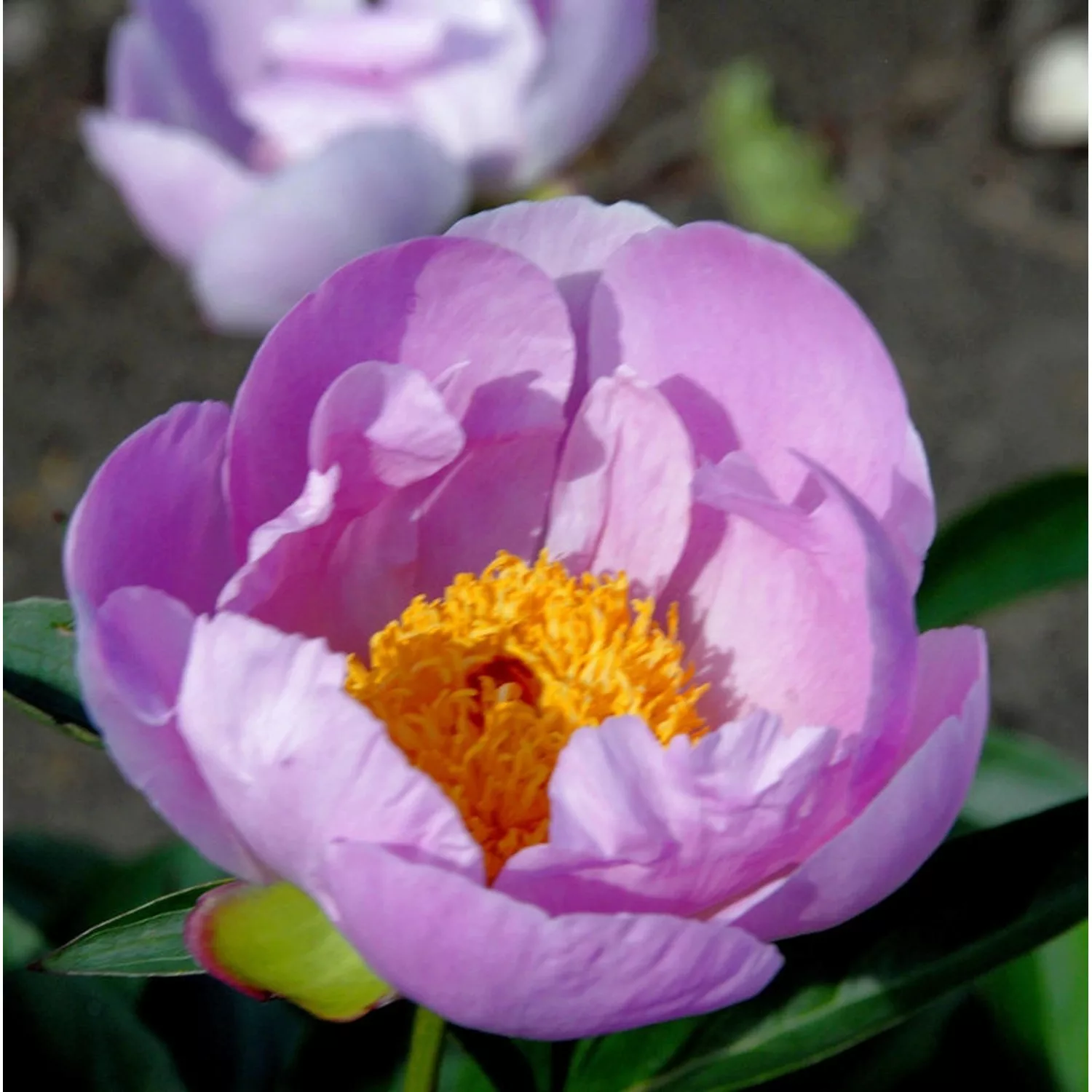 Edelpfingstrose Nymphe - Paeonia lactiflora günstig online kaufen