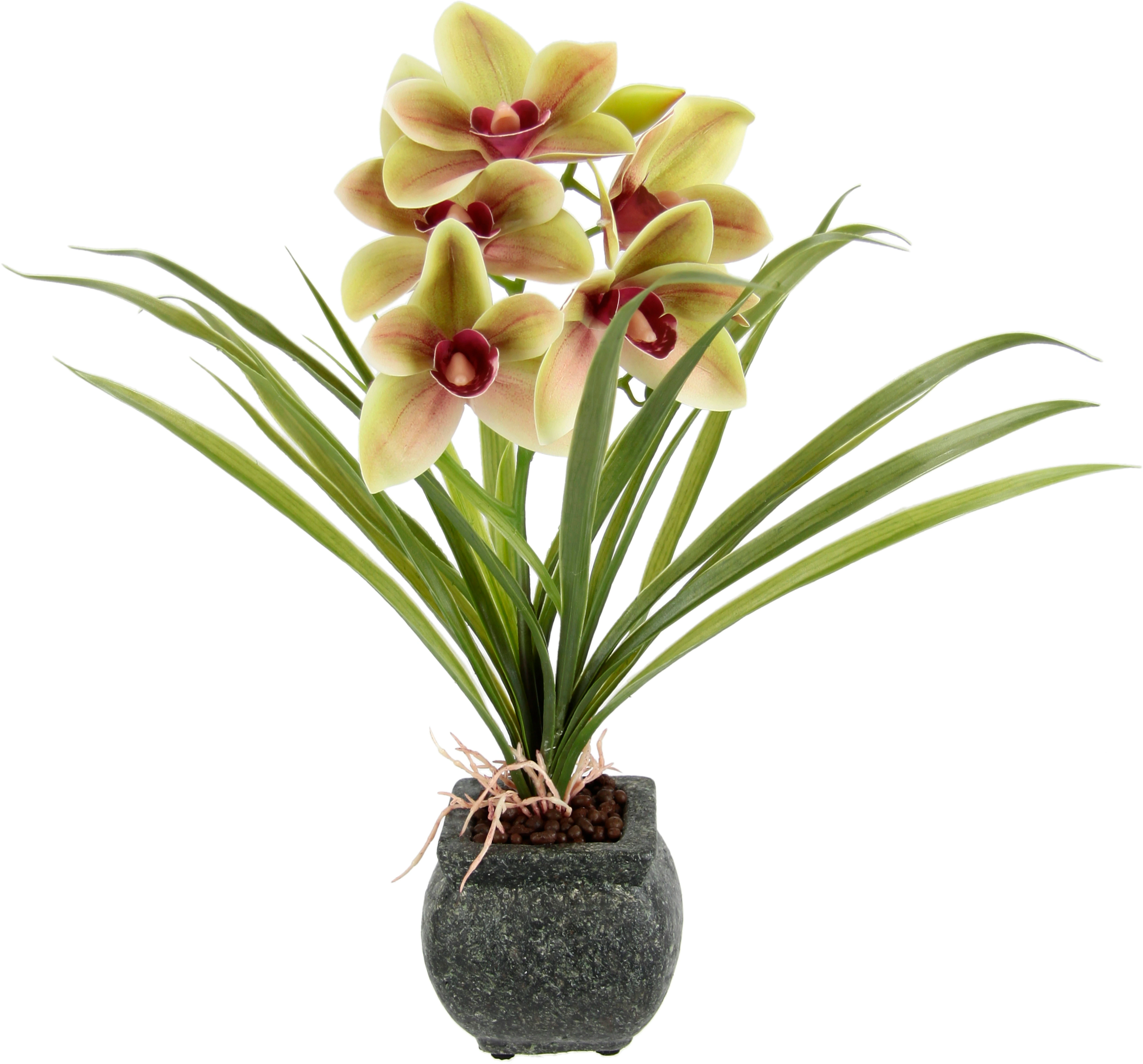 my home Kunstblume "Orchidee", Mit Blätter im Topf aus Zement Künstliche Bl günstig online kaufen