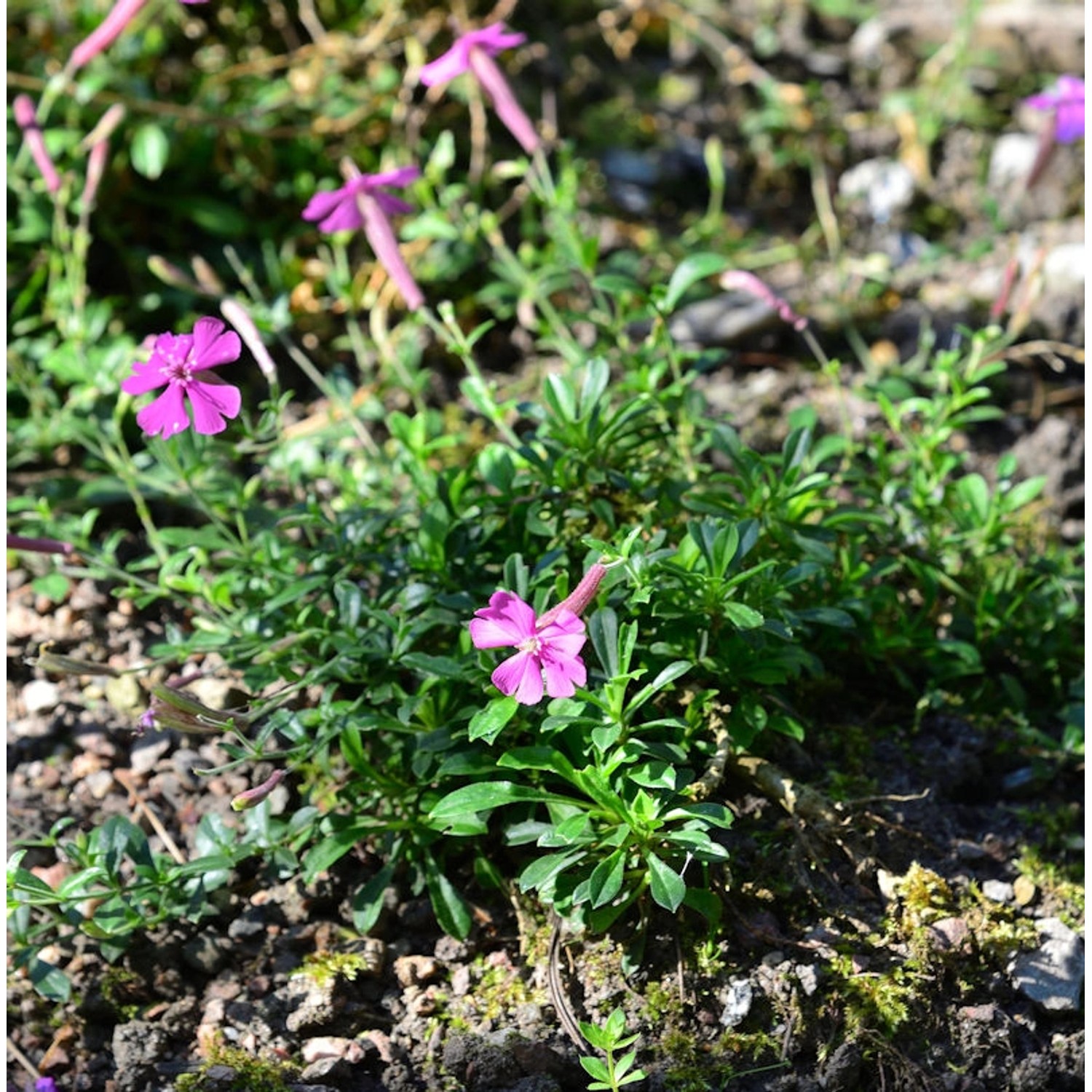 Leimkraut Splendens - Silene schafta günstig online kaufen