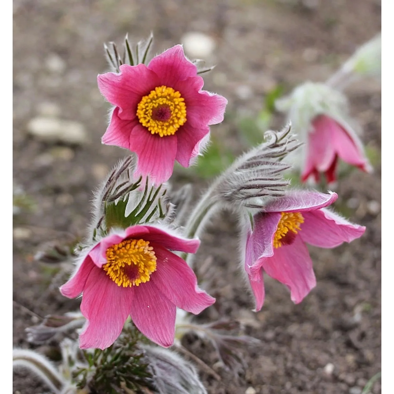 Küchenschelle Rubra - Pulsatilla vulgaris günstig online kaufen