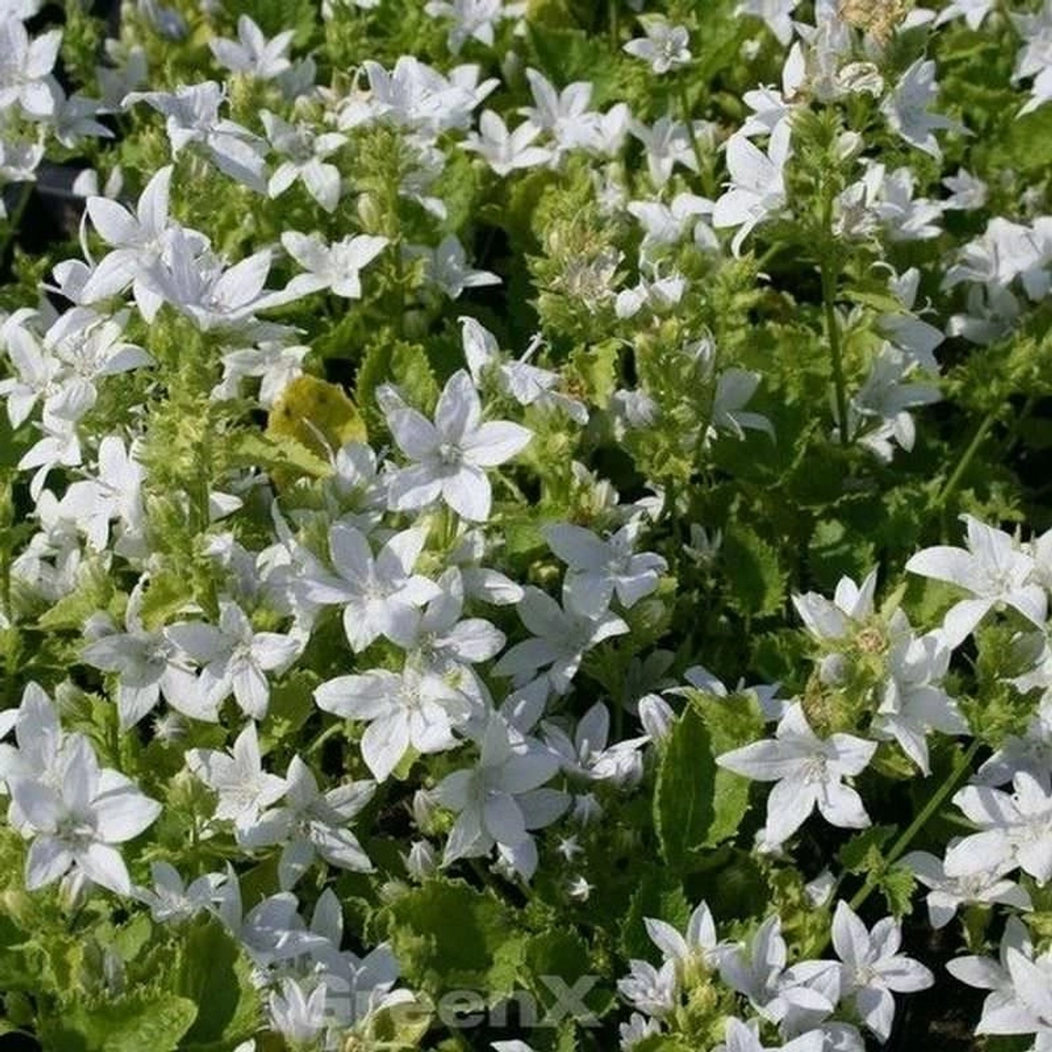 Glockenblume Silberregen - Campanula poscharskyana günstig online kaufen