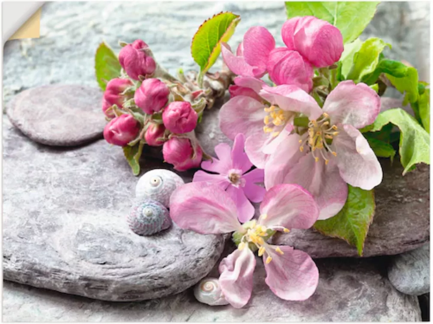 Artland Wandbild »Apfelblüten«, Blumen, (1 St.) günstig online kaufen