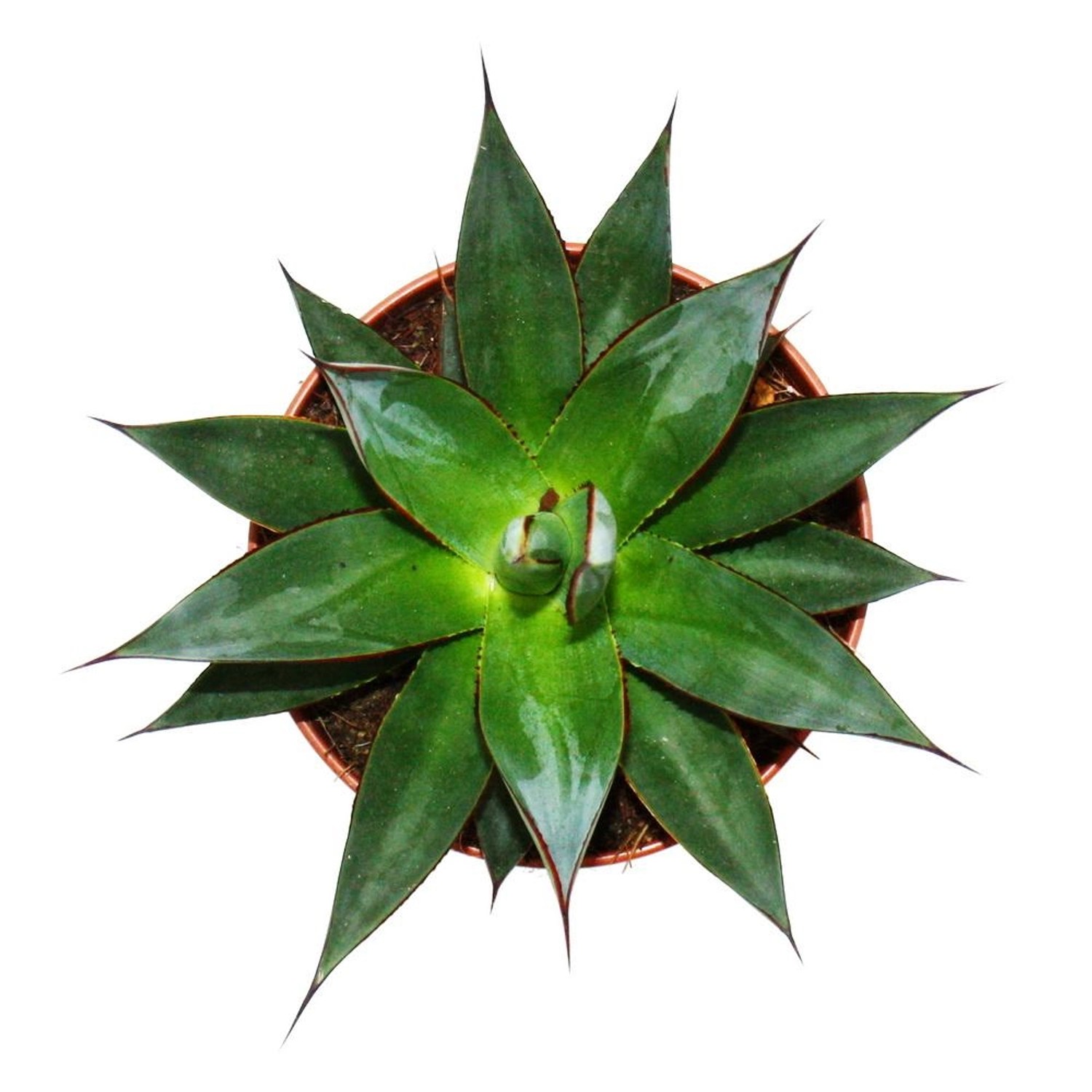 Exotenherz Agave Shaka Zulu 15cm Topf Sukkulente Zimmerpflanze günstig online kaufen