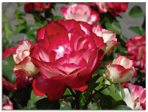 Artland Glasbild "Rot weiße Rosenblüte", Blumen, (1 St.), in verschiedenen günstig online kaufen