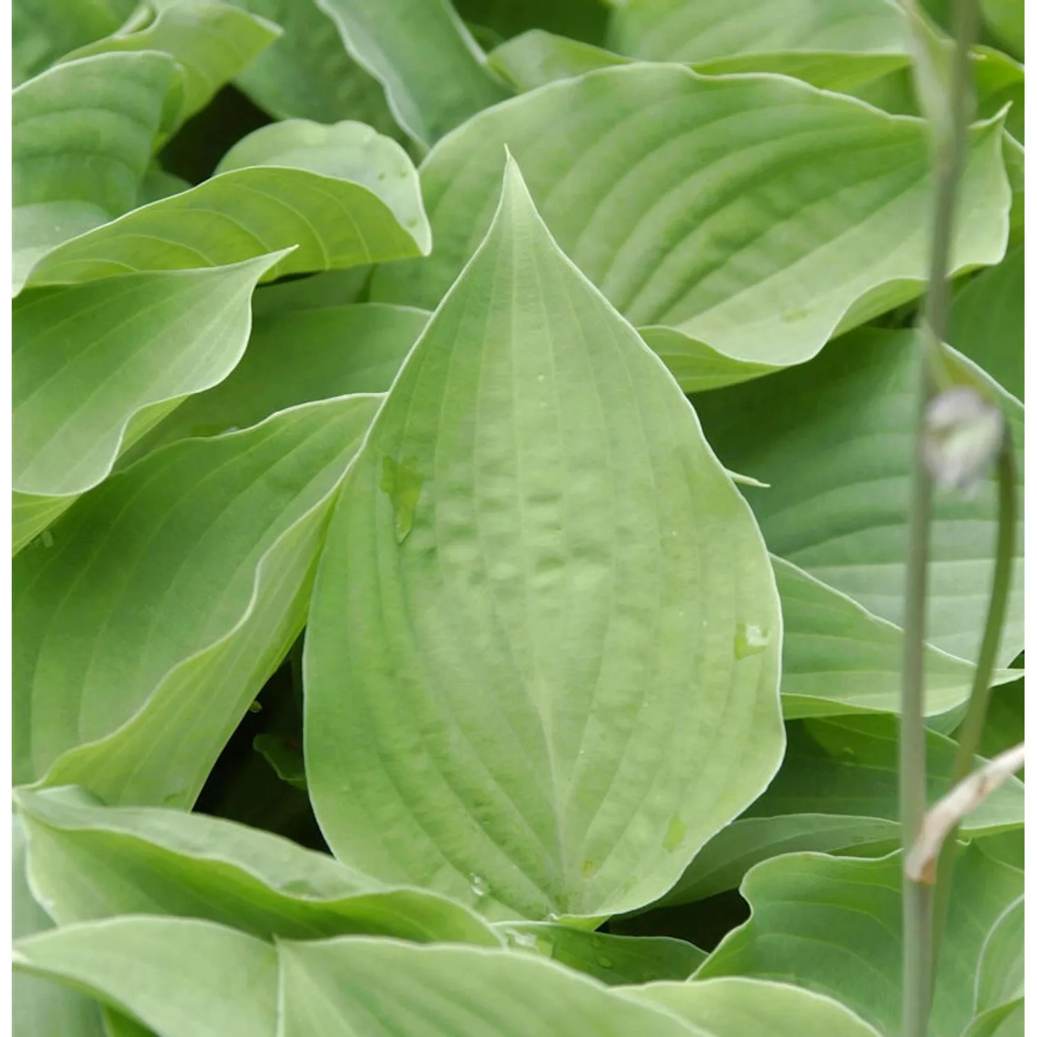 Funkie Special Gift - Hosta cultorum günstig online kaufen