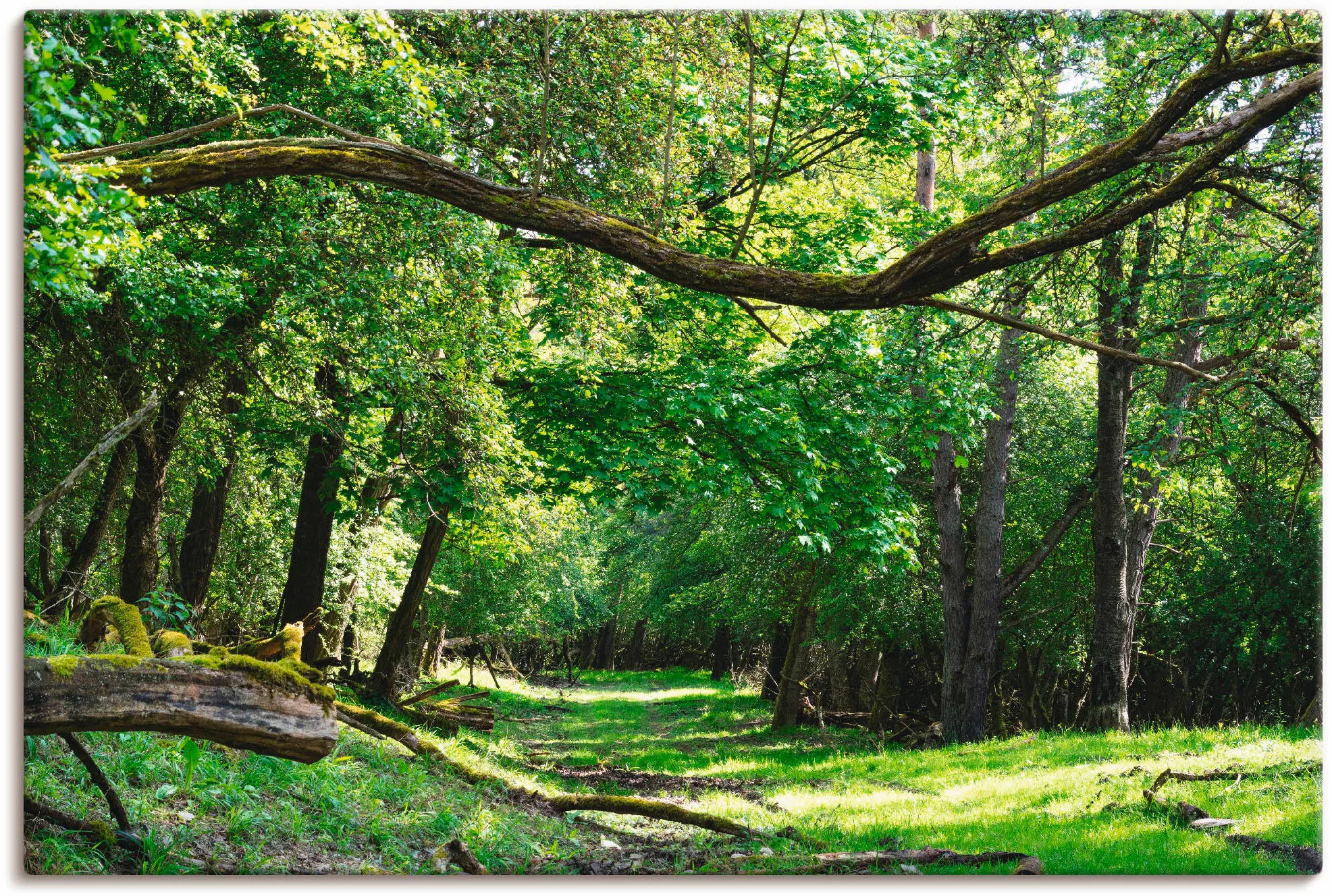 Artland Wandbild "Auf grünem Weg durch den grünen Wald", Wald, (1 St.), als günstig online kaufen