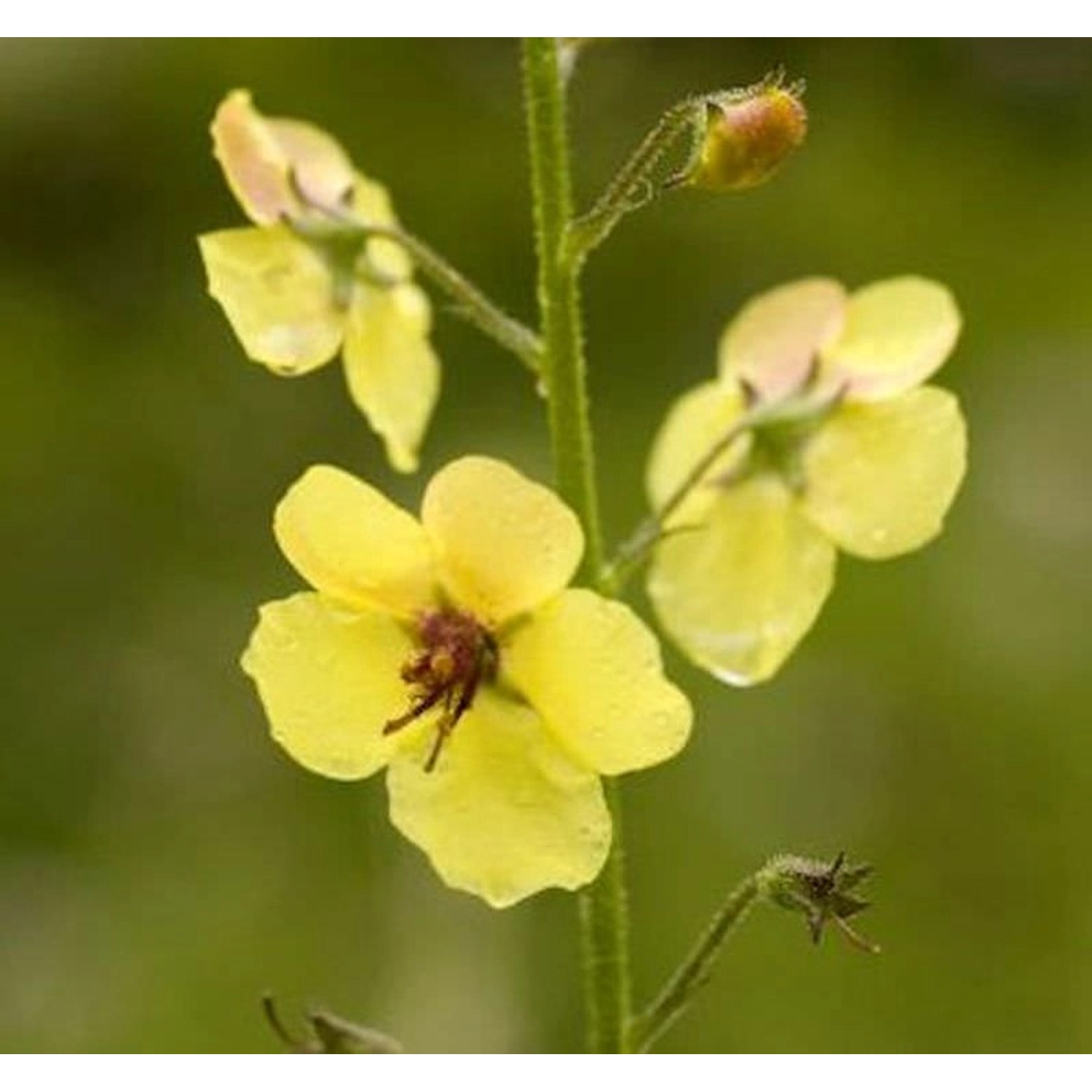 Königskerze Cotswold Queen - Verbascum Hybrid günstig online kaufen