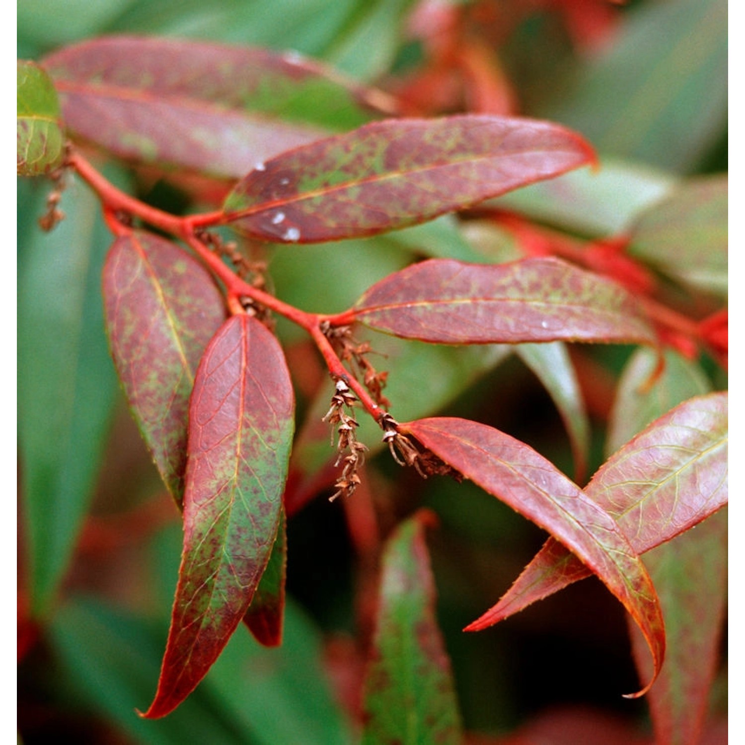 Traubenheide Traubenmyrte Fire Star 20-30cm - Leucothoe axillaris günstig online kaufen