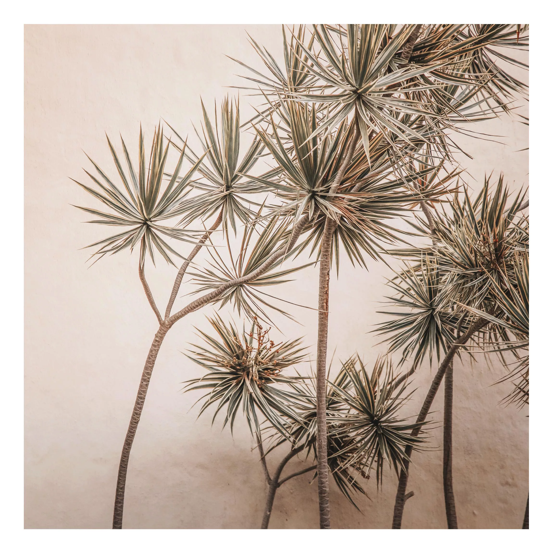 Alu-Dibond Bild Sonnengeküsste Palmen günstig online kaufen