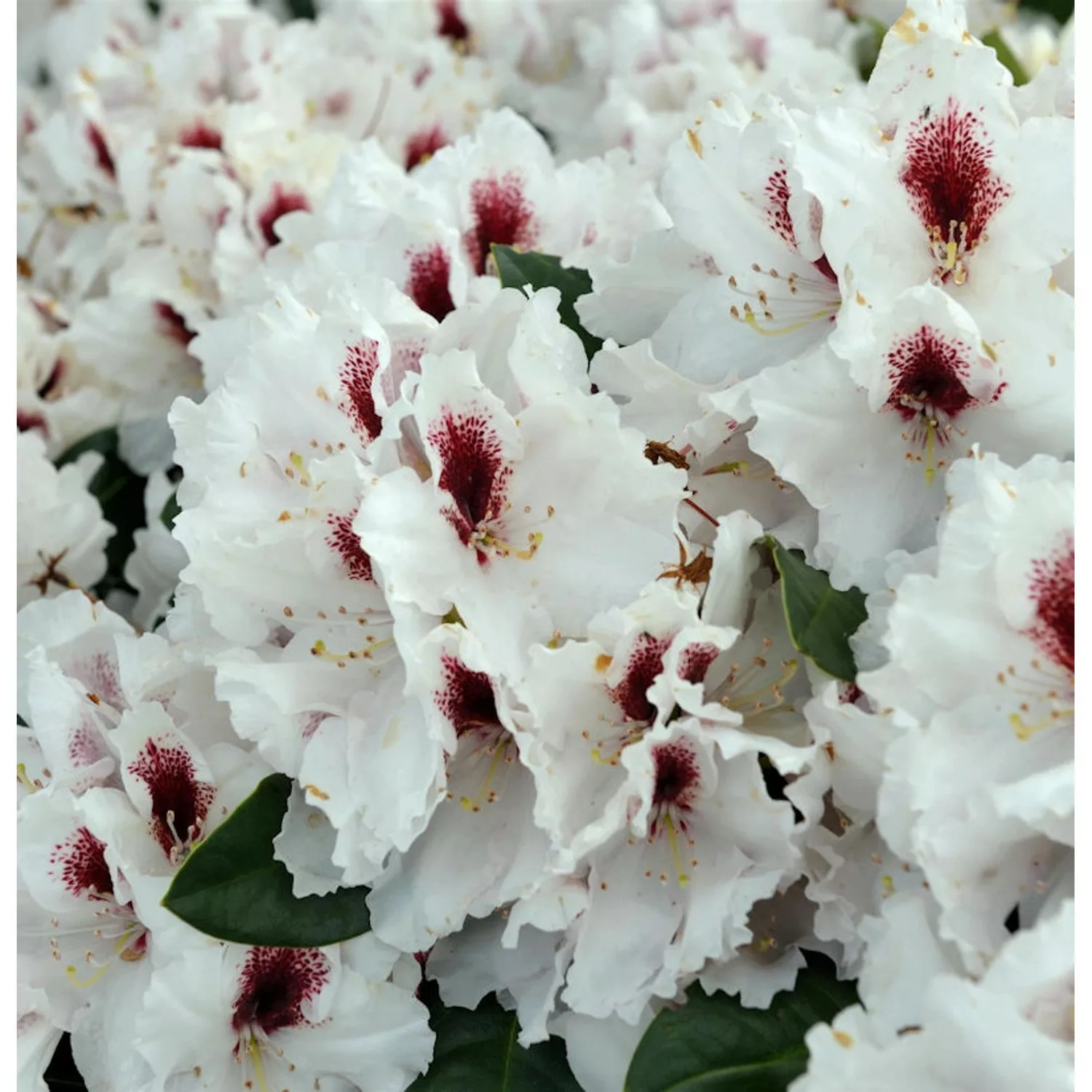 INKARHO - Großblumige Rhododendron Hachmanns Picobello 40-50cm - Alpenrose günstig online kaufen