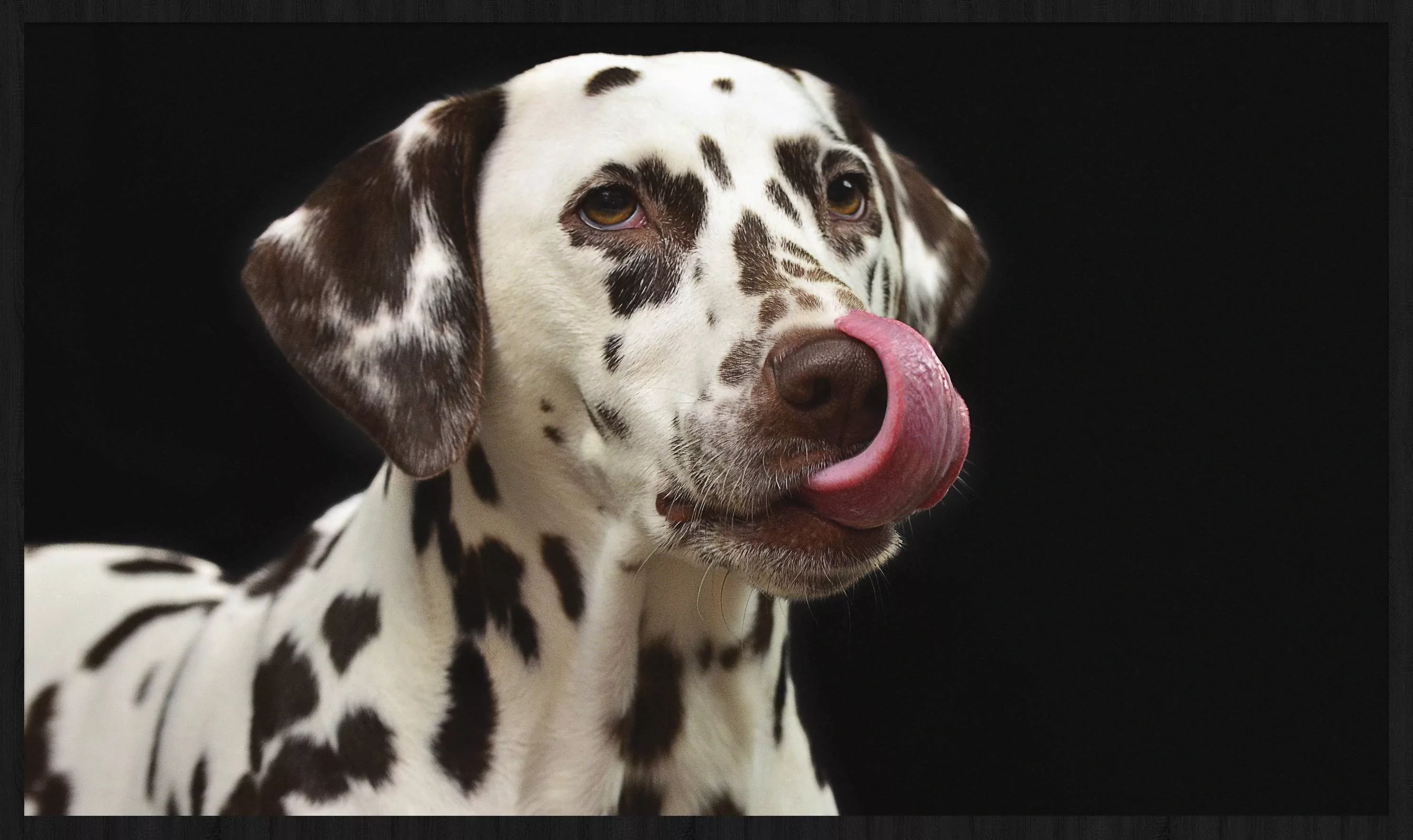 Wandkraft | Wanddekoration Hundegesicht günstig online kaufen