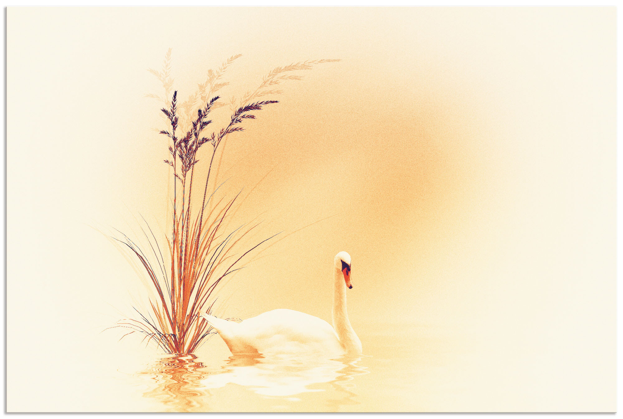 Artland Wandbild "Weisser Schwan", Vögel, (1 St.), als Alubild, Outdoorbild günstig online kaufen