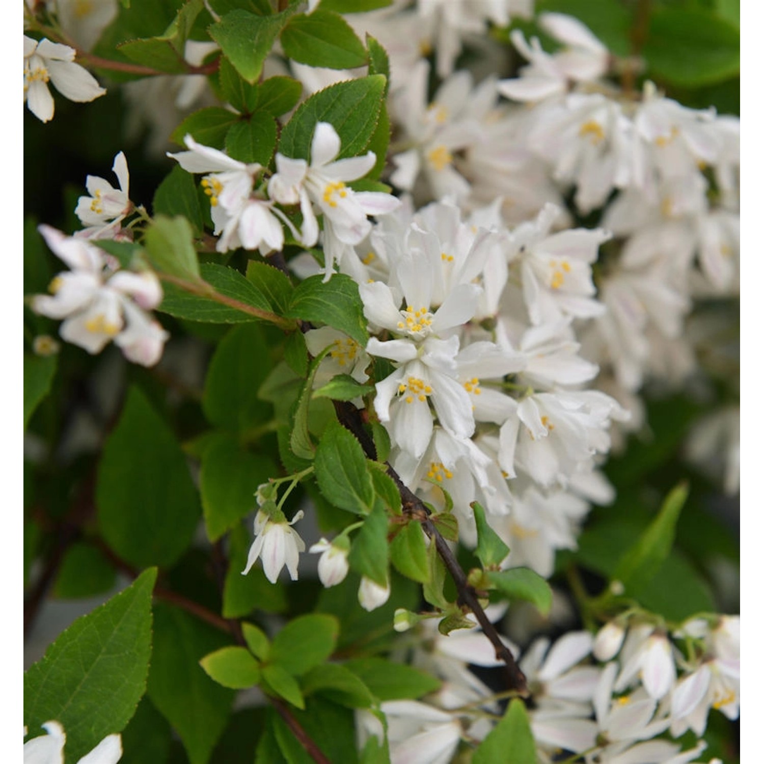 Kleine Deutzie Maiblumenstrauch Yuki Cherry Blossom 40-50cm - Deutzia scabr günstig online kaufen