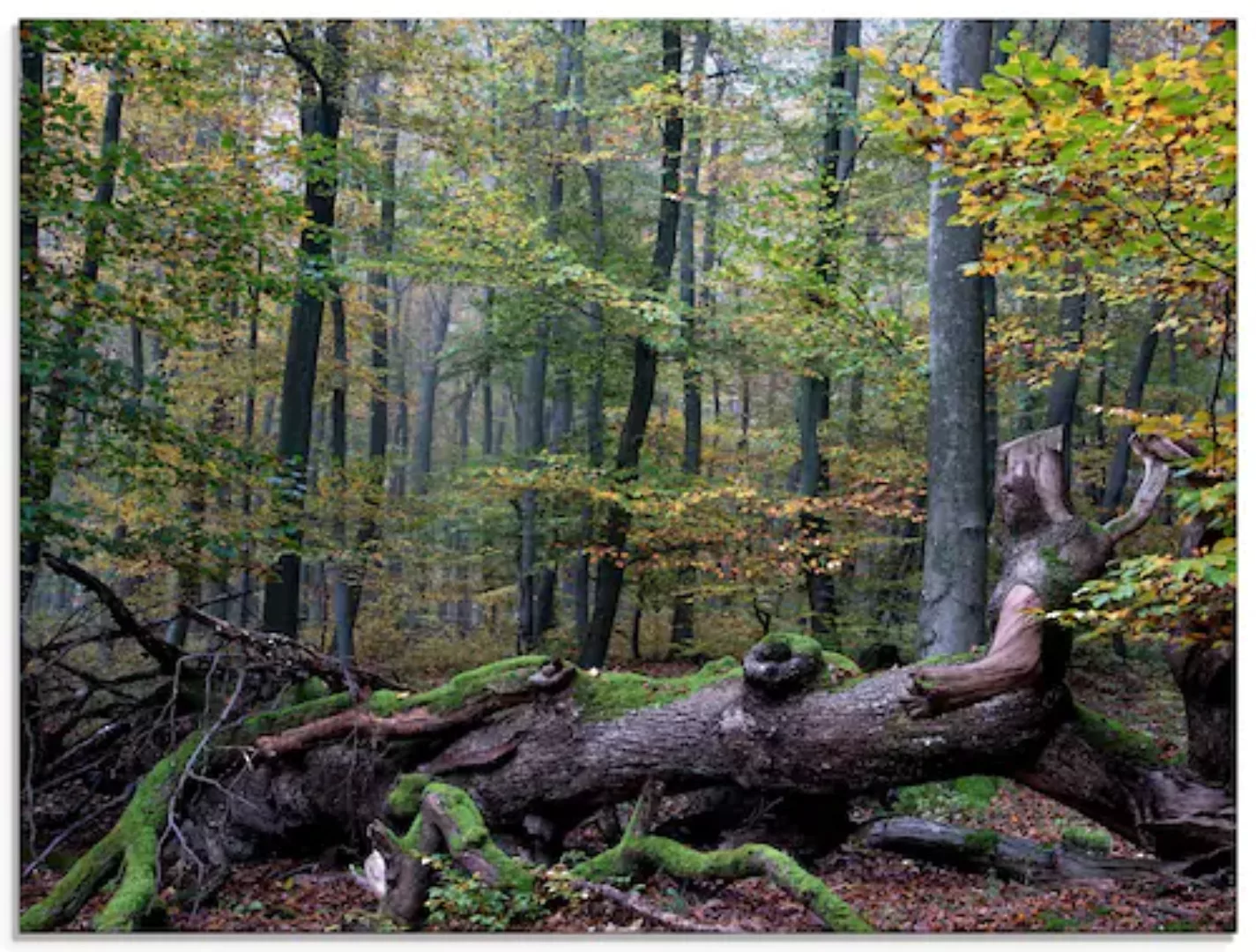 Artland Glasbild »Ein alter Riese, neuer Lebensraum«, Wald, (1 St.), in ver günstig online kaufen