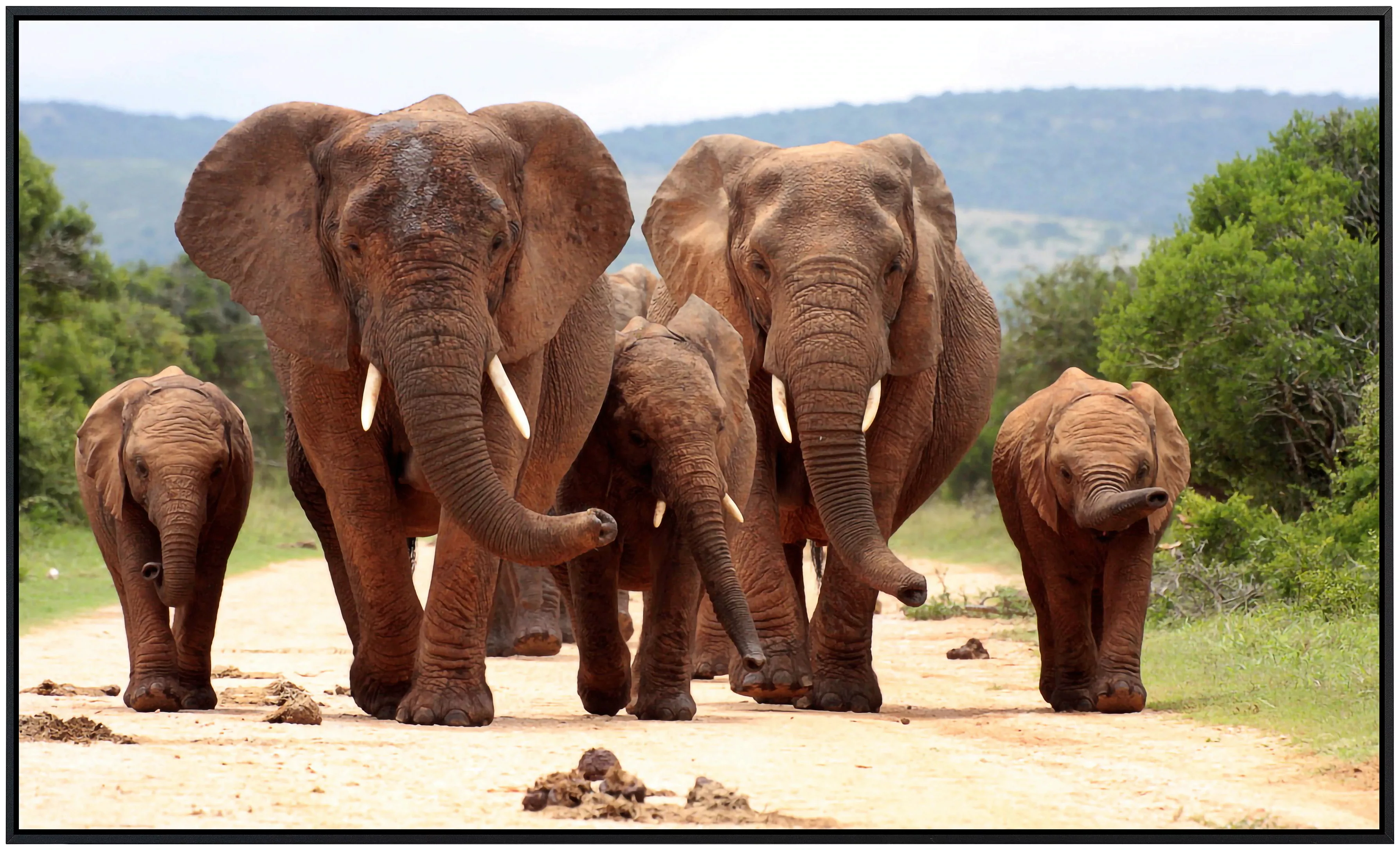 Papermoon Infrarotheizung »Afrikanische Elefantenherde« günstig online kaufen