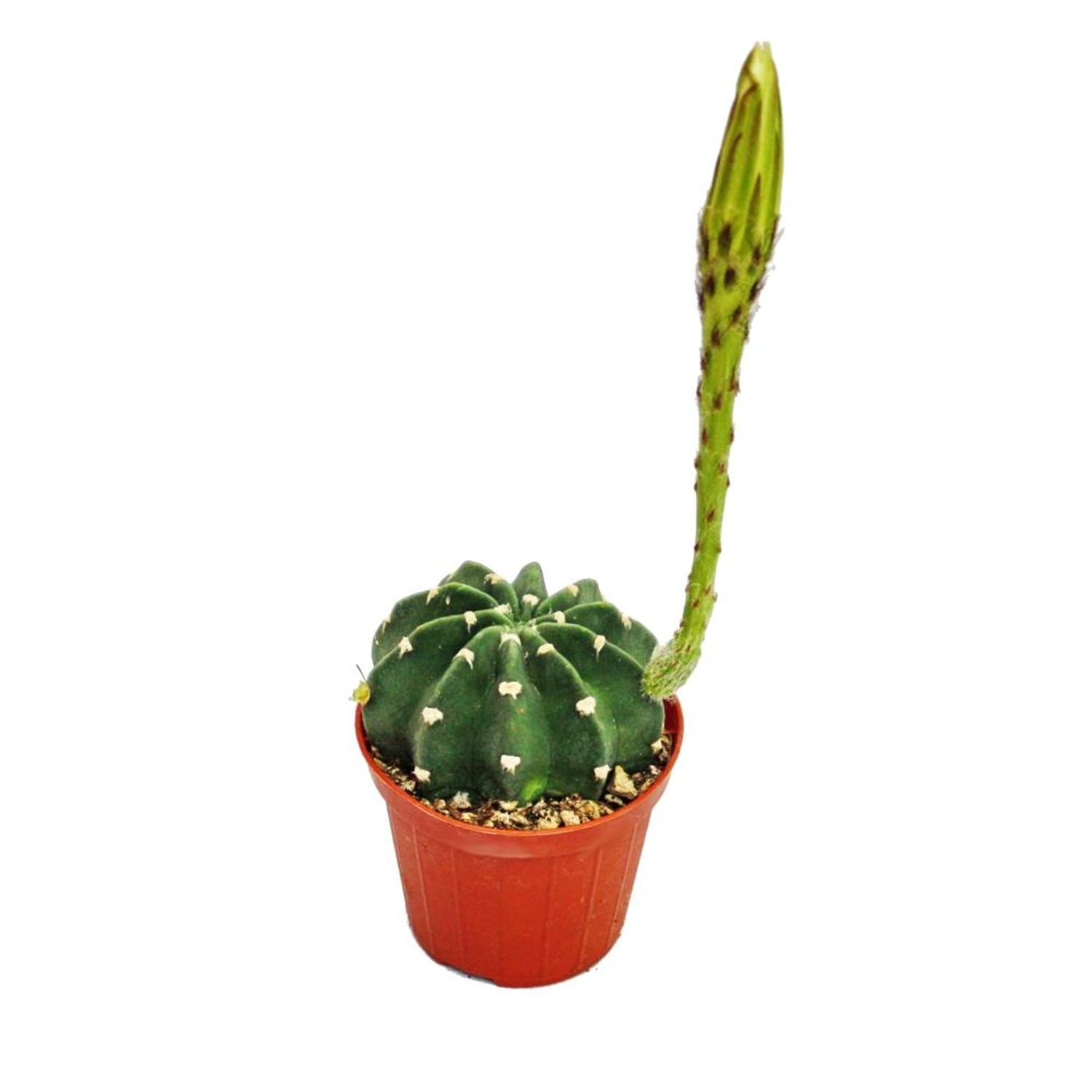 Exotenherz Echinopsis Subdenundata Kleine Pflanze im 5,5cm Topf günstig online kaufen